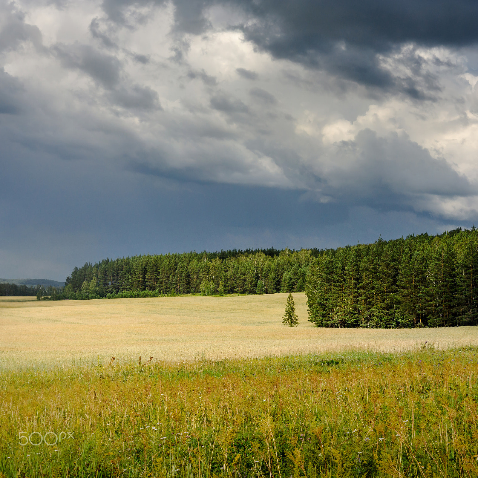 Sony SLT-A65 (SLT-A65V) + Sony DT 50mm F1.8 SAM sample photo. Storm clouds over wheat field photography