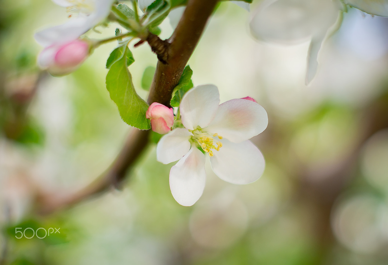 Sony SLT-A35 + Sony DT 50mm F1.8 SAM sample photo. Blooming apple tree photography