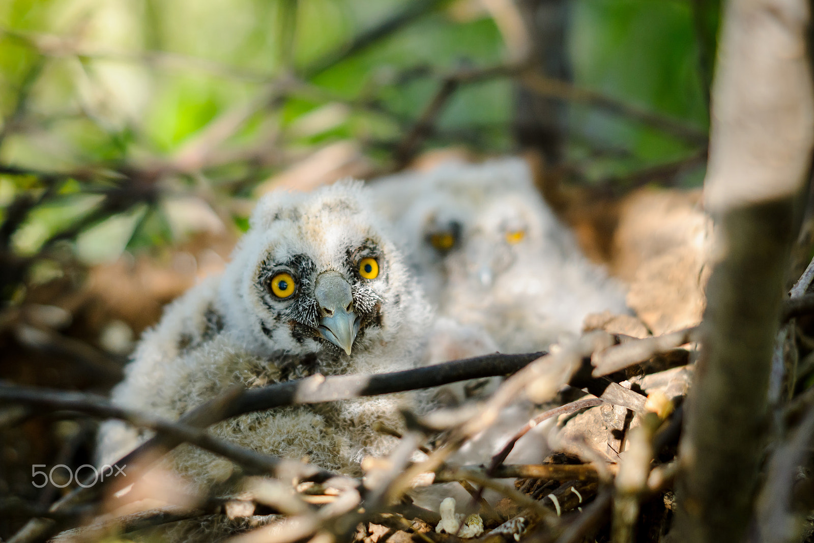 Sony SLT-A65 (SLT-A65V) + Sony DT 50mm F1.8 SAM sample photo. Long-eared owl little chicks in the nest photography