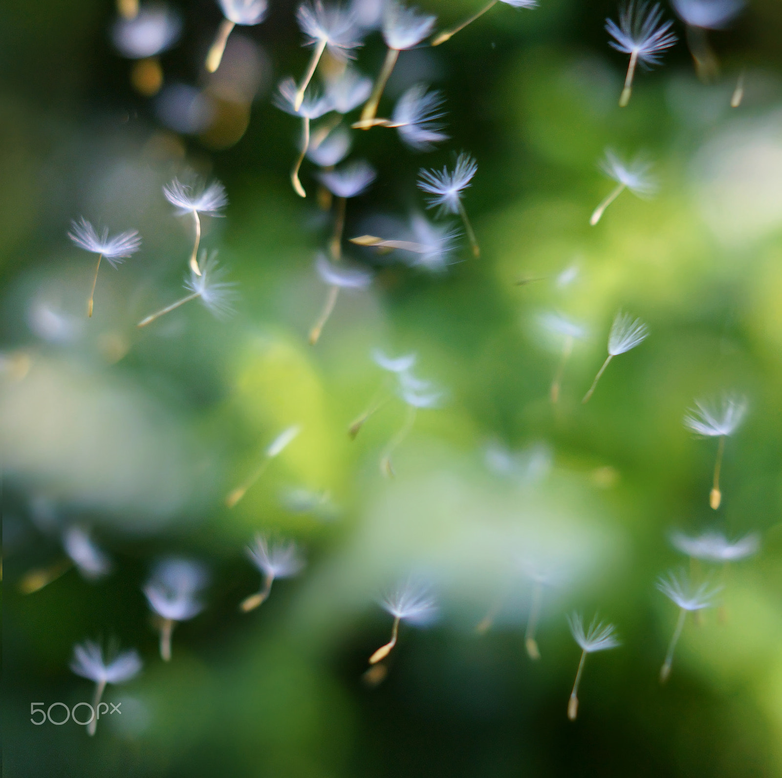 Sony SLT-A65 (SLT-A65V) + Sony DT 50mm F1.8 SAM sample photo. Dandelion seeds in the air photography