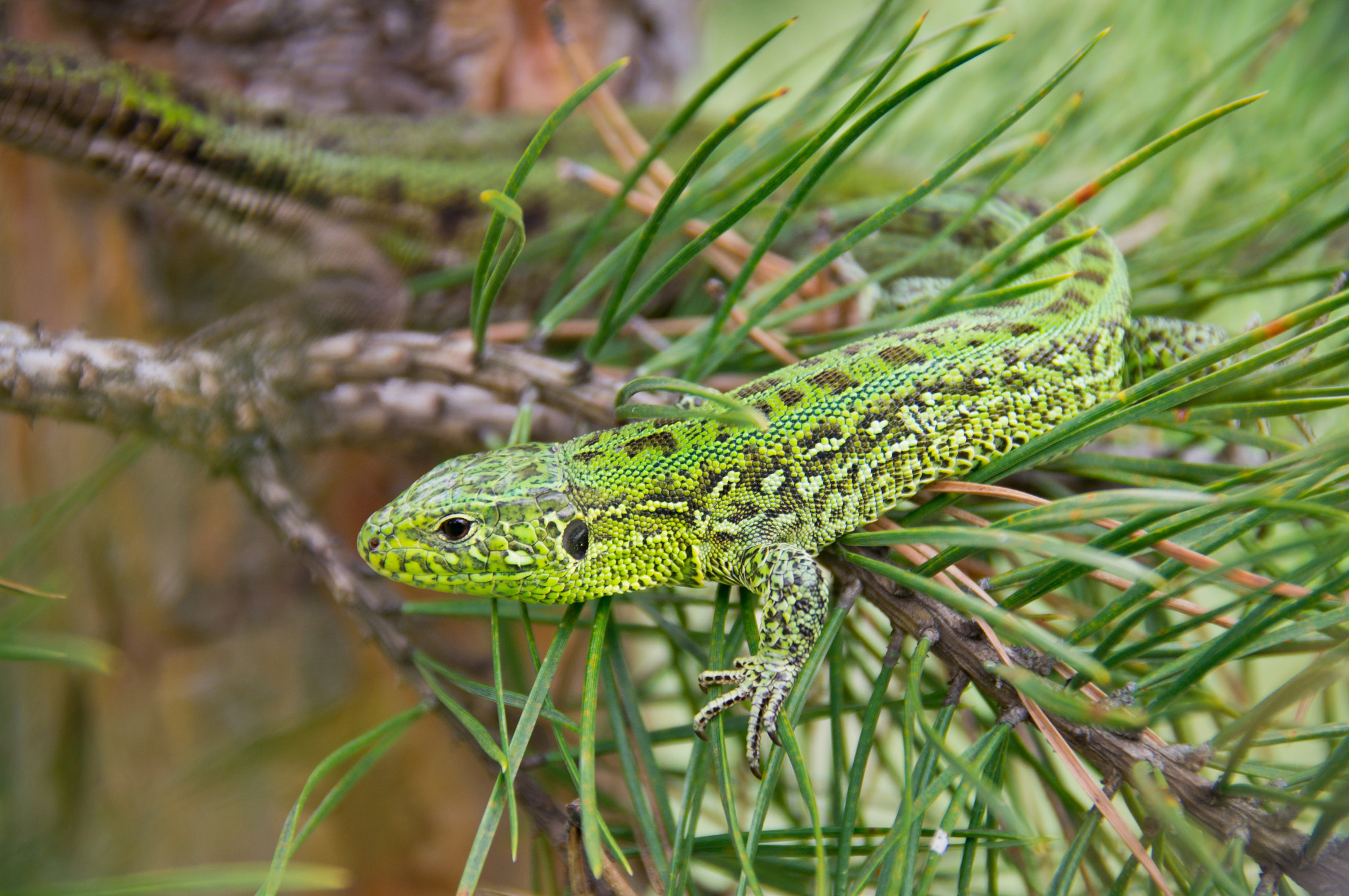 Sony SLT-A35 sample photo. Lizard sitting on a pine branch photography
