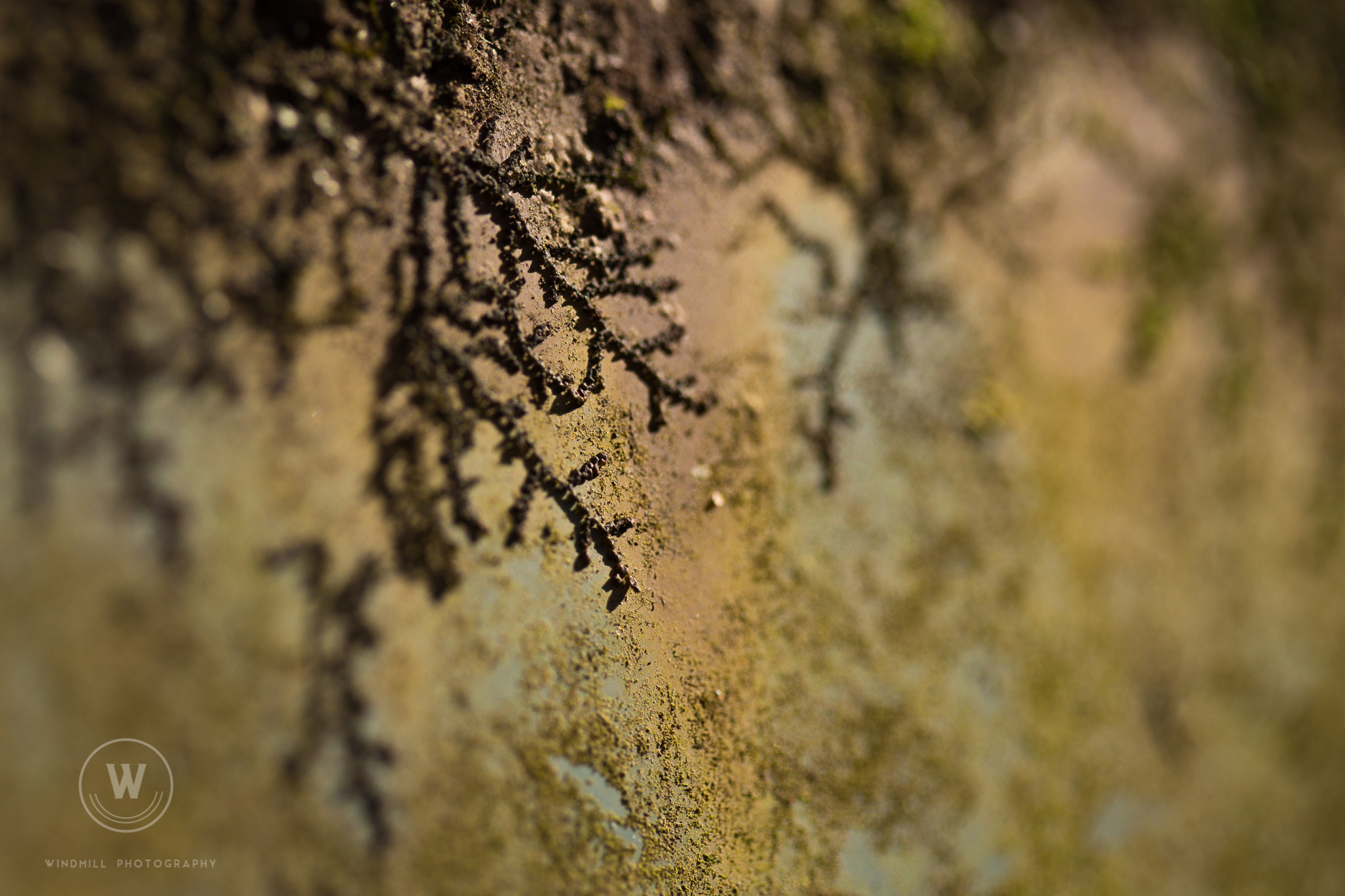 Canon EOS 6D + Canon EF 100mm F2.8 Macro USM sample photo