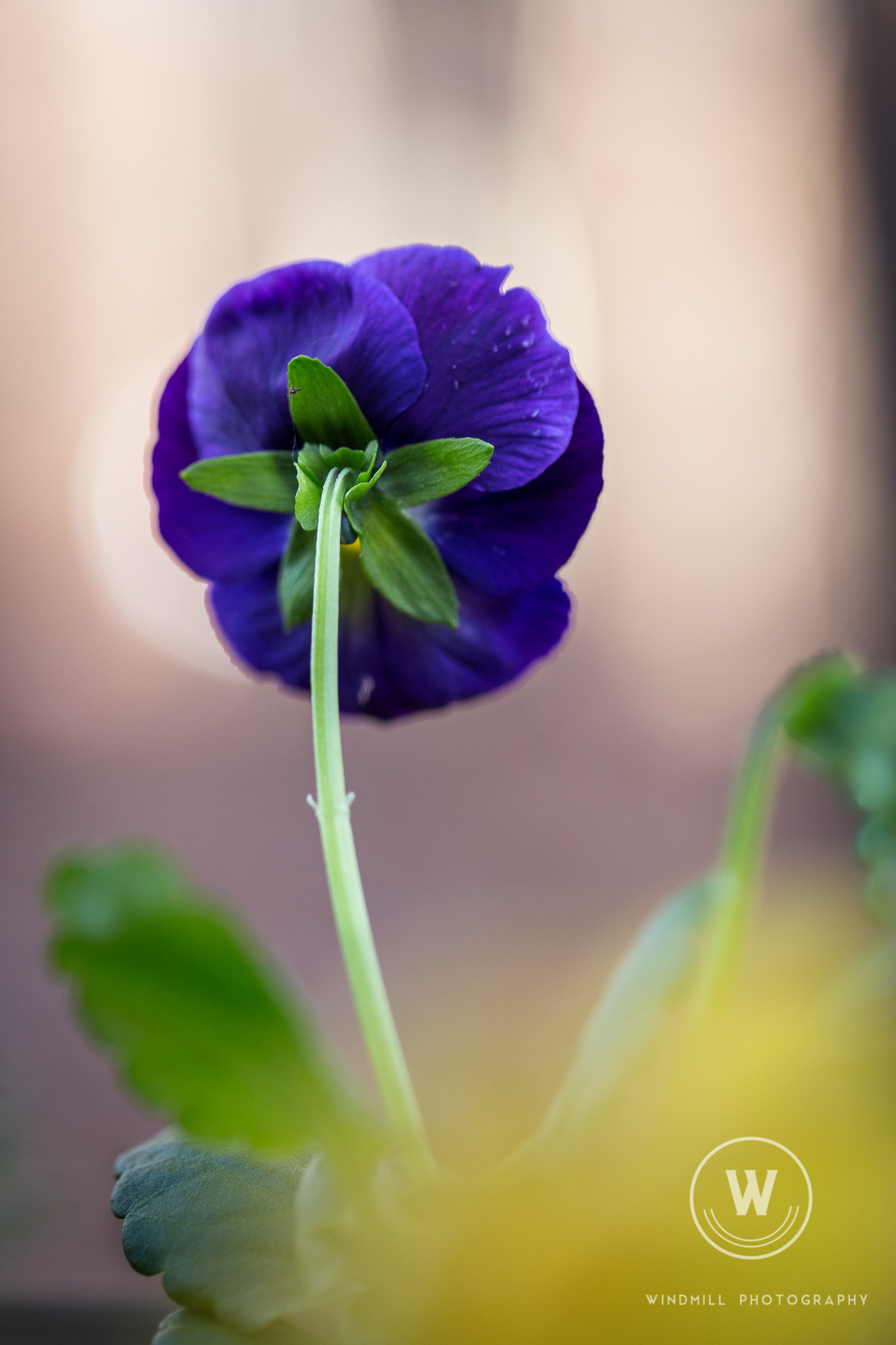 Canon EOS 6D + Canon EF 100mm F2.8 Macro USM sample photo