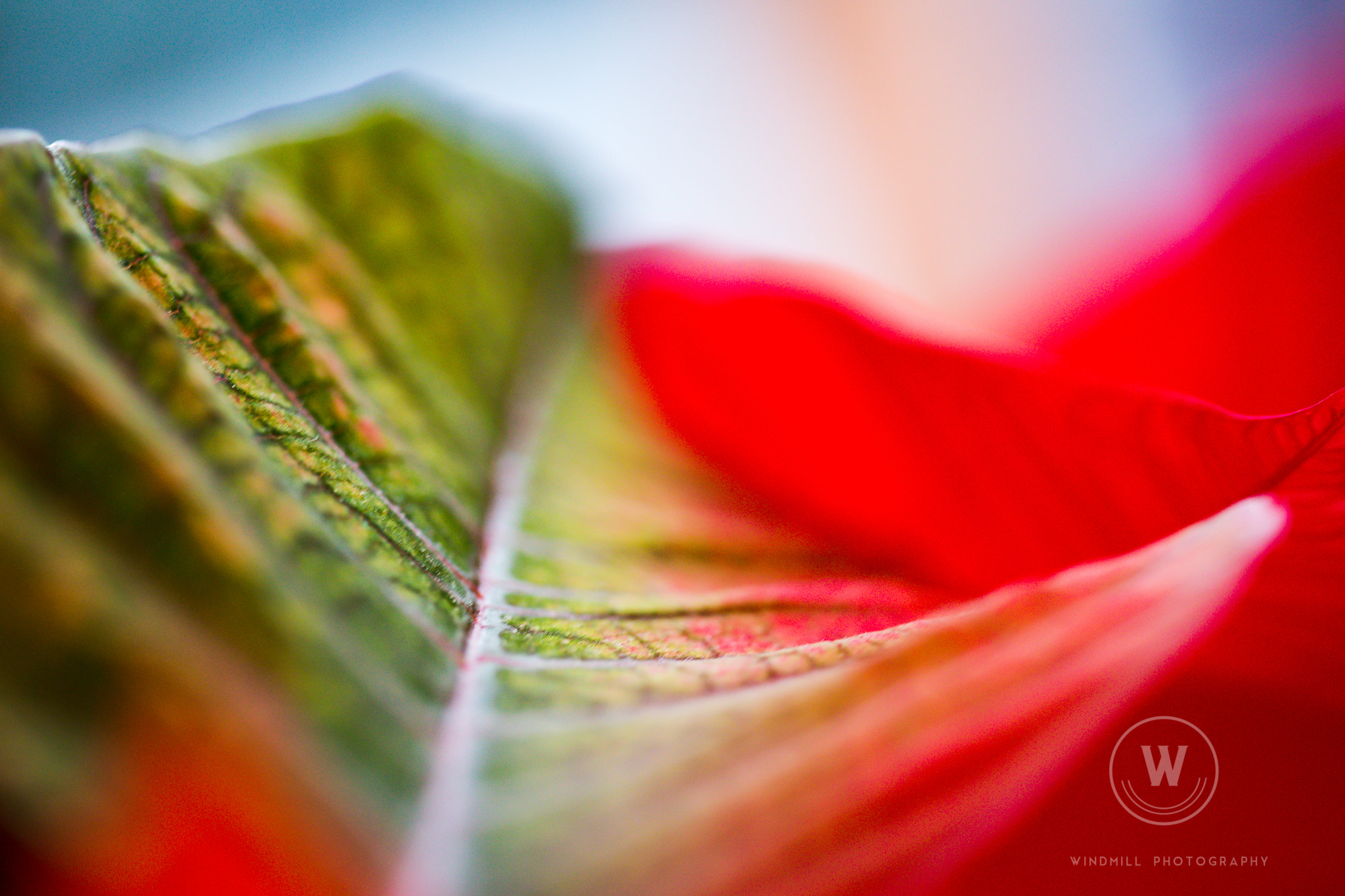 Canon EOS 6D + Canon EF 100mm F2.8 Macro USM sample photo