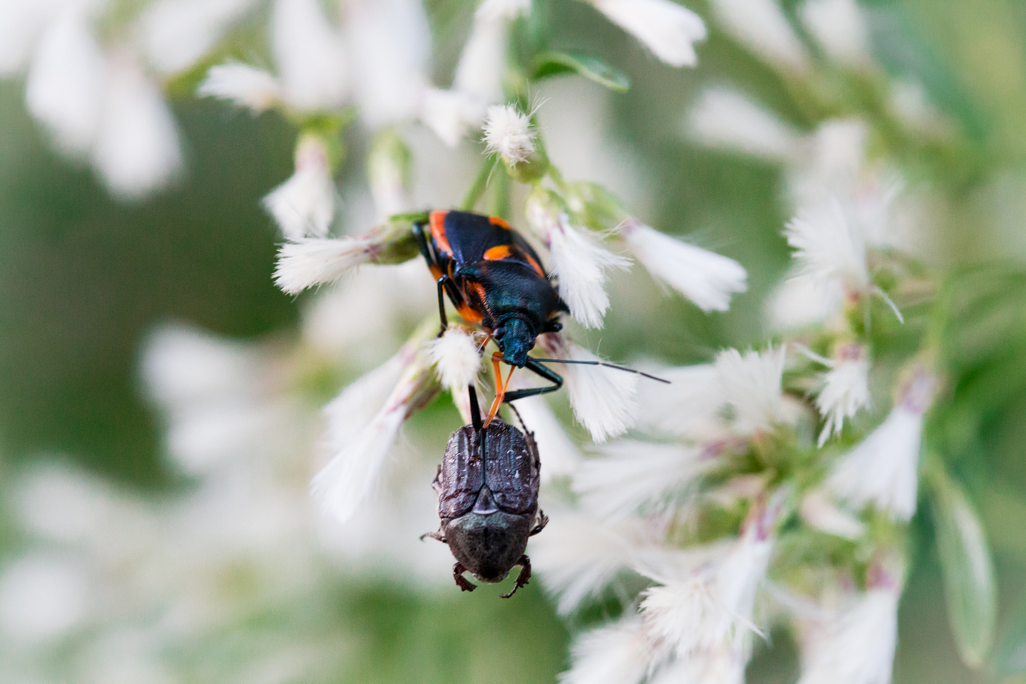 Canon EOS 6D + Canon EF 100mm F2.8 Macro USM sample photo