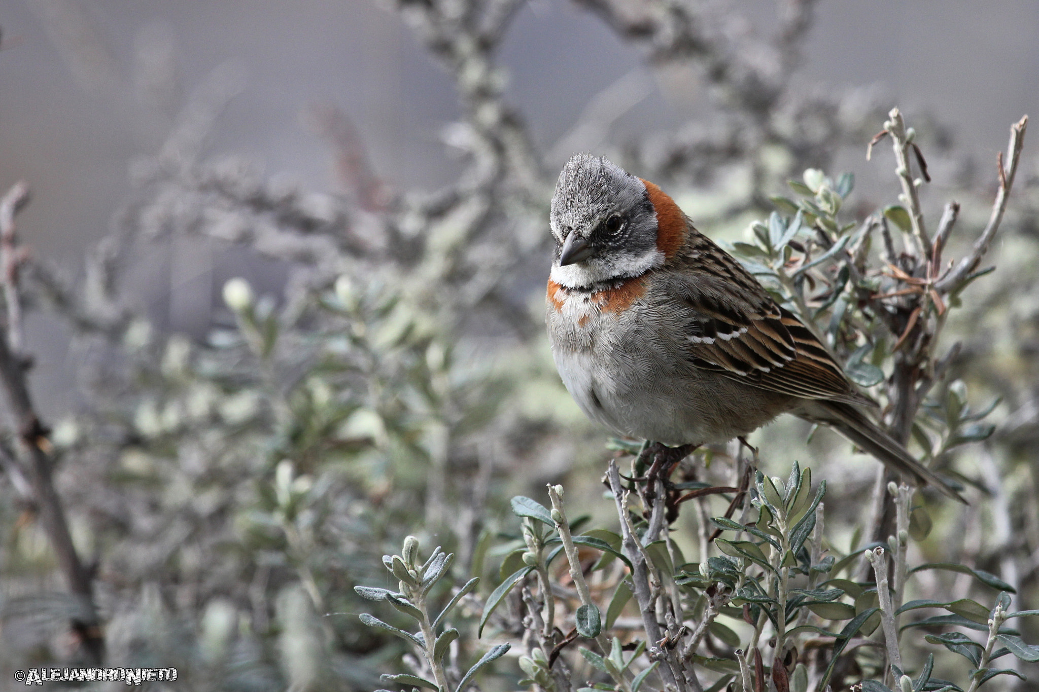 Canon EF 100-400mm F4.5-5.6L IS USM sample photo. (zonotrichia capensis) photography