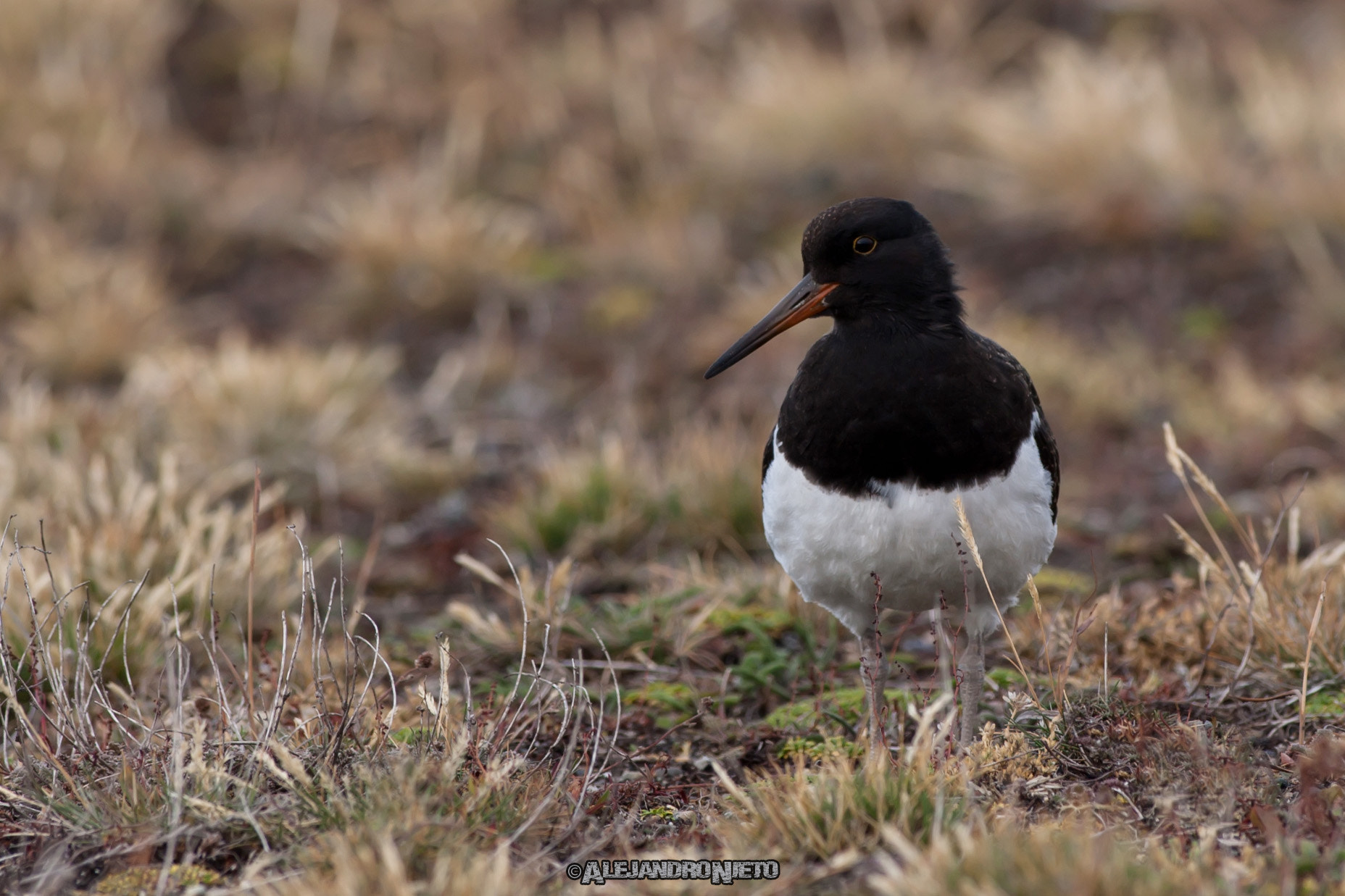 Canon EF 400mm f/2.8L sample photo. (haematopus leucopodus) photography