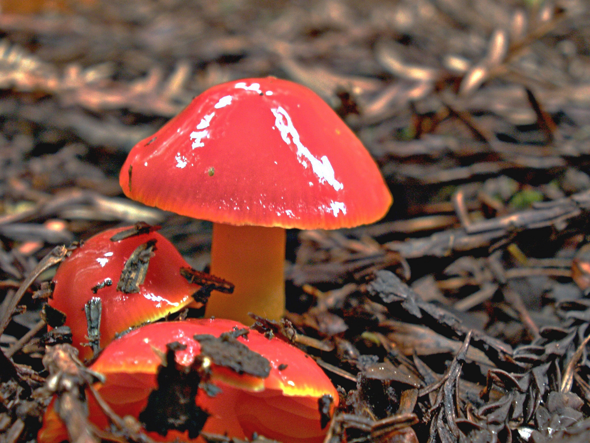 Olympus FE340,X855,C560 sample photo. Muir woods photography