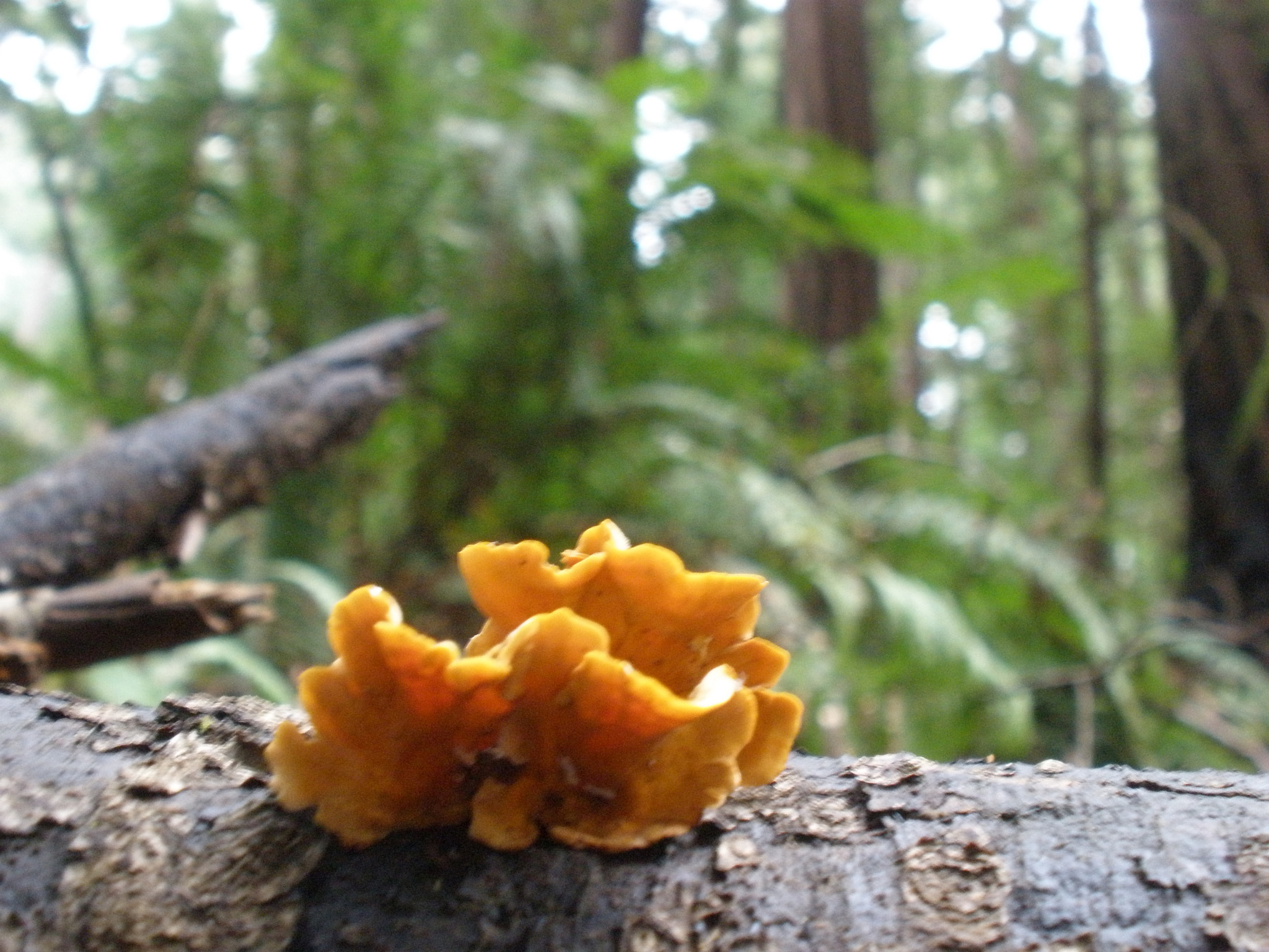 Olympus FE340,X855,C560 sample photo. Muir woods photography