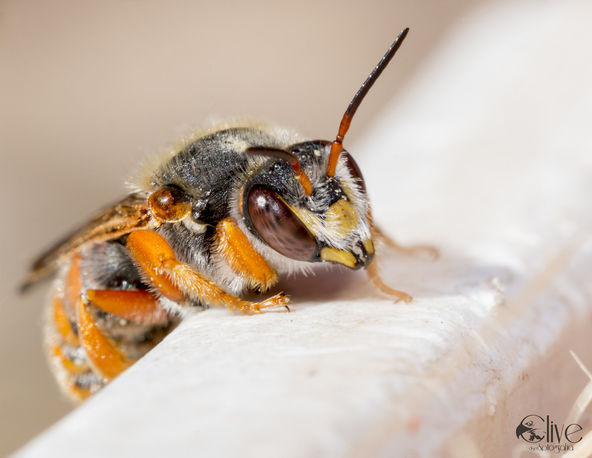 Sigma APO Macro 150mm f/2.8 EX DG HSM sample photo. Roja photography