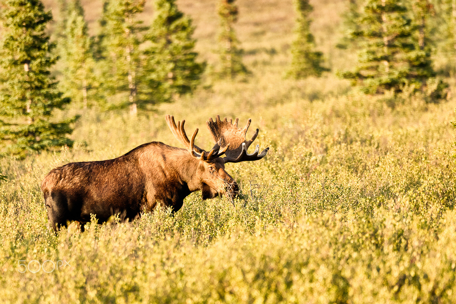 Canon EOS 5DS + Sigma 150-600mm F5-6.3 DG OS HSM | C sample photo. Bull moose in denali national park photography