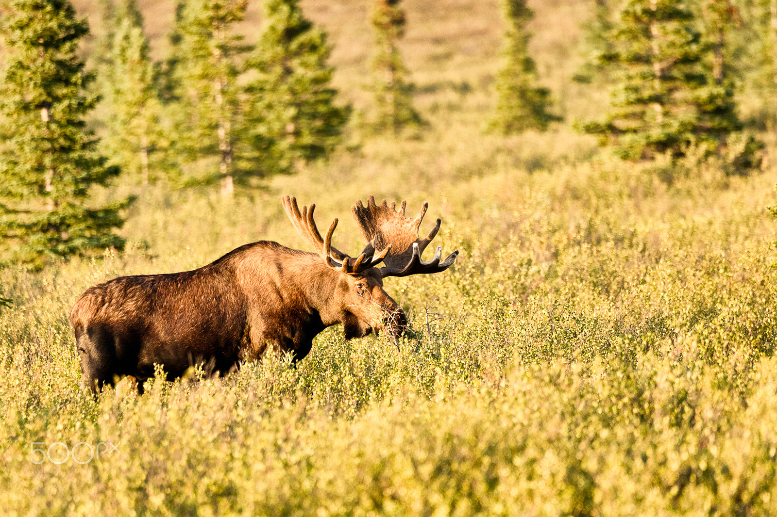 Sigma 150-600mm F5-6.3 DG OS HSM | C sample photo. Bull moose in denali national park photography