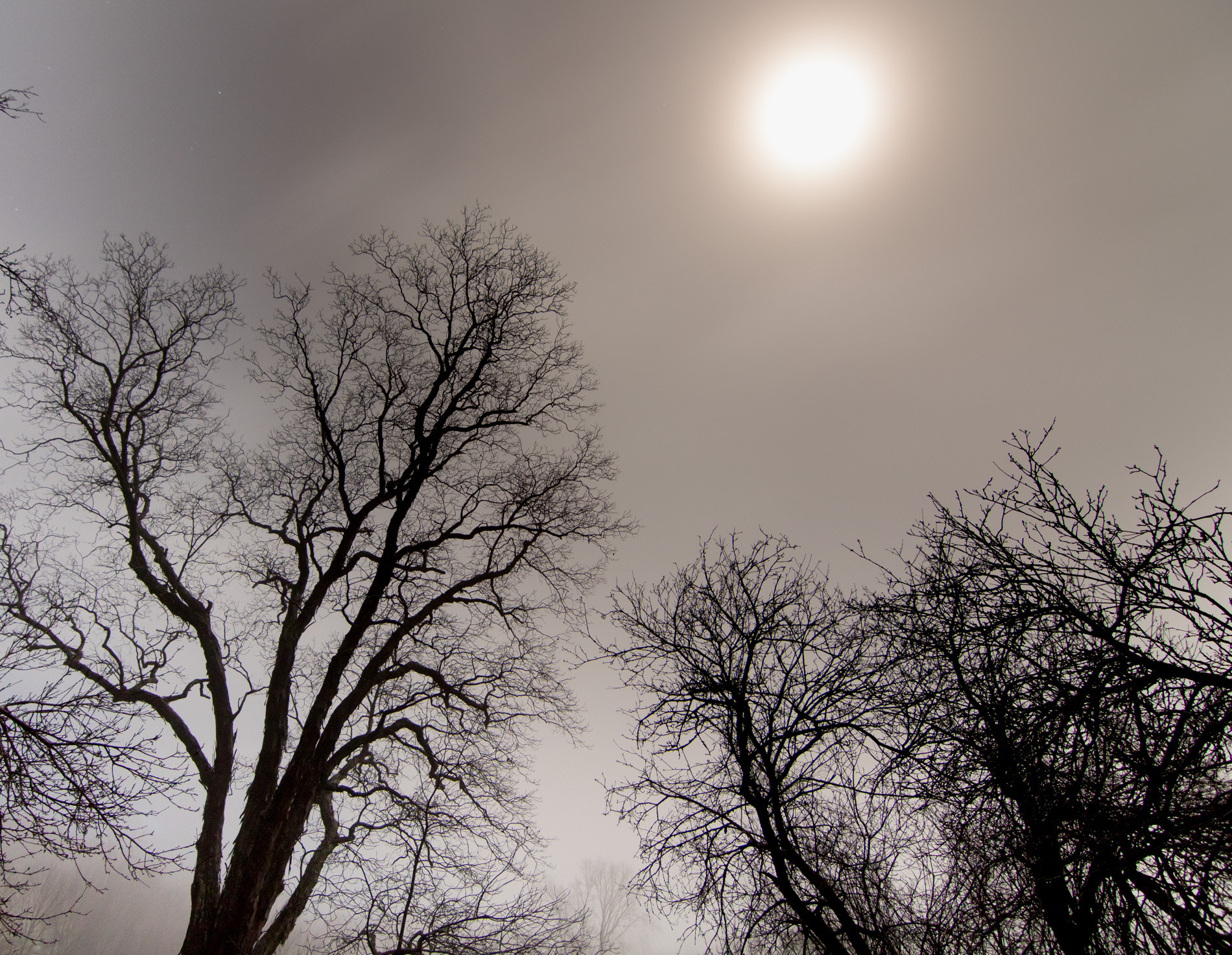 Canon EOS 760D (EOS Rebel T6s / EOS 8000D) sample photo. Fogscape 1 photography