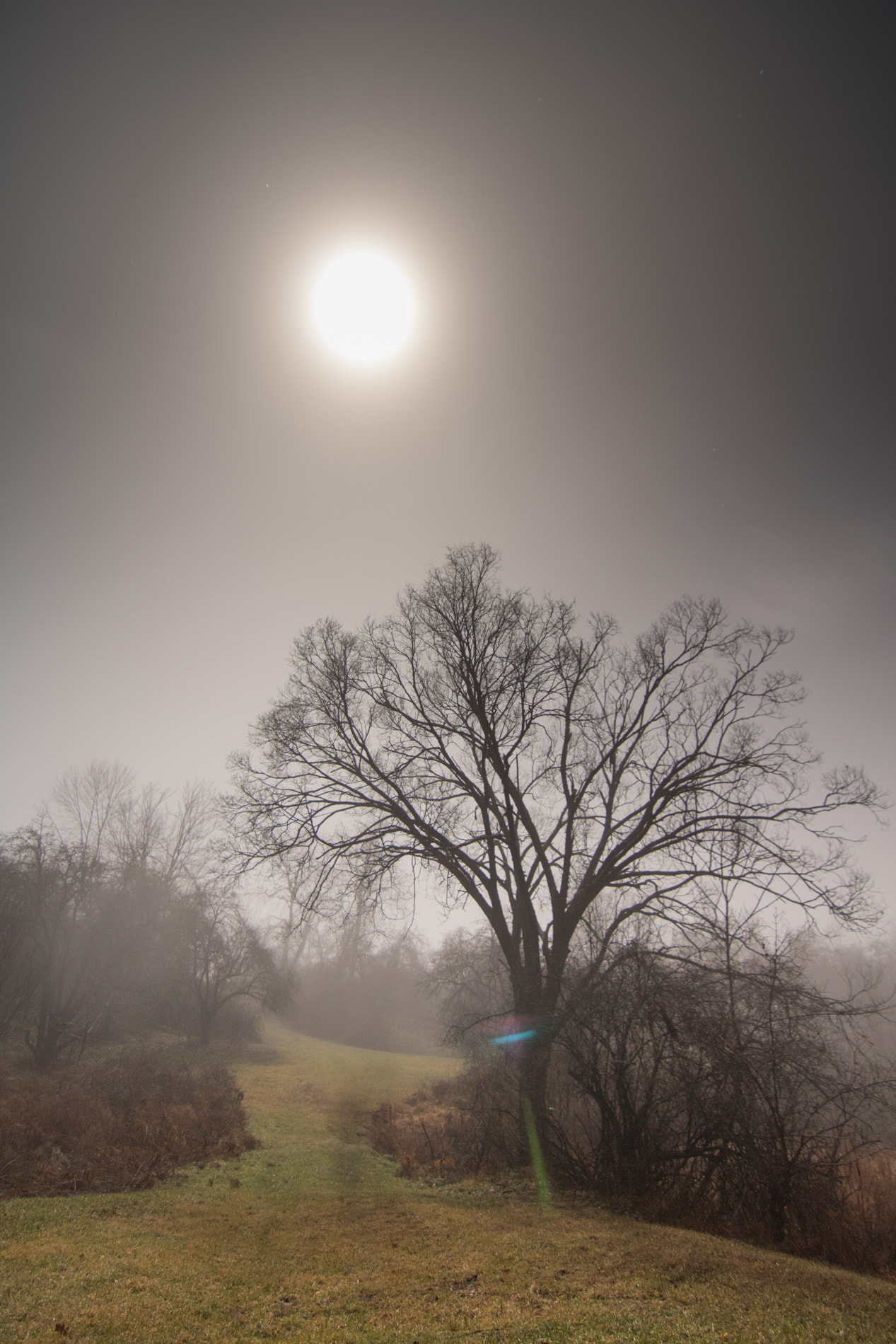 Canon EOS 760D (EOS Rebel T6s / EOS 8000D) sample photo. Fogscape 2 photography