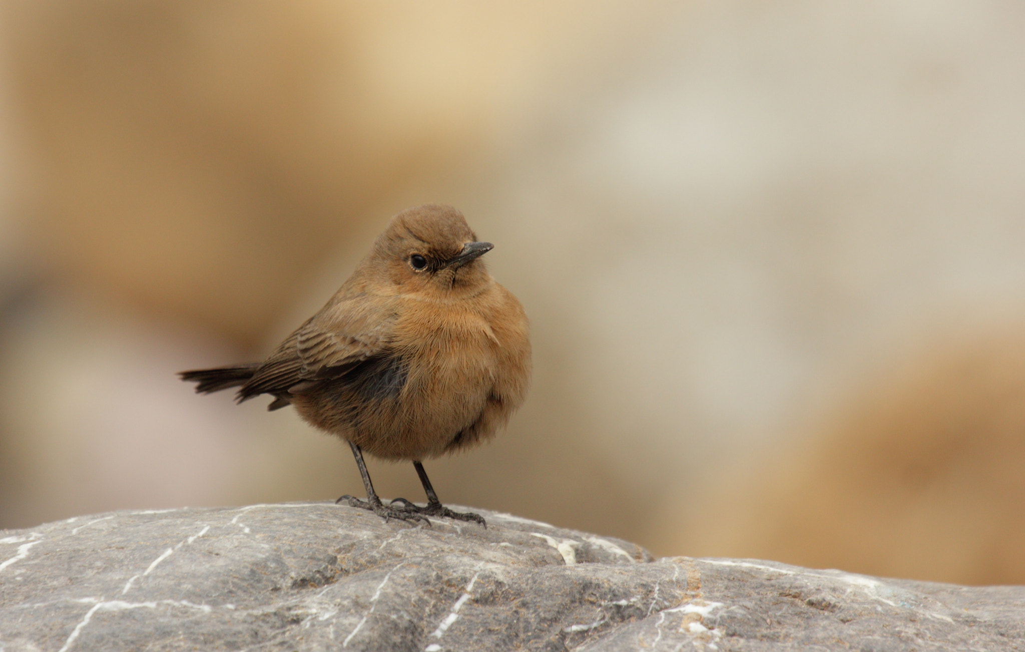 Canon EF 100-400mm F4.5-5.6L IS USM sample photo. Brown rockchat.  photography