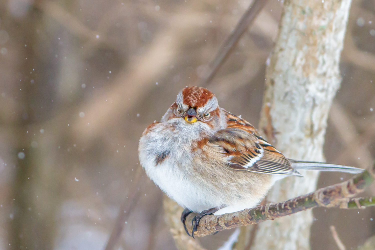 Canon EF 200-400mm F4L IS USM Extender 1.4x sample photo. American tree sparrow photography