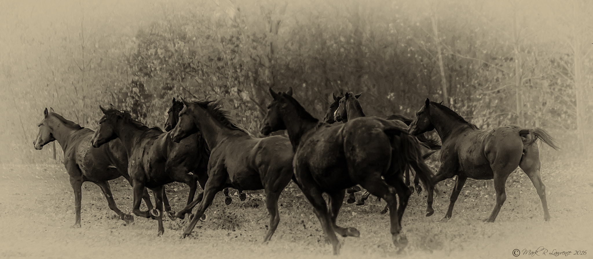AF-S Zoom-Nikkor 80-200mm f/2.8D IF-ED sample photo. Polo ponies on the gallop! photography
