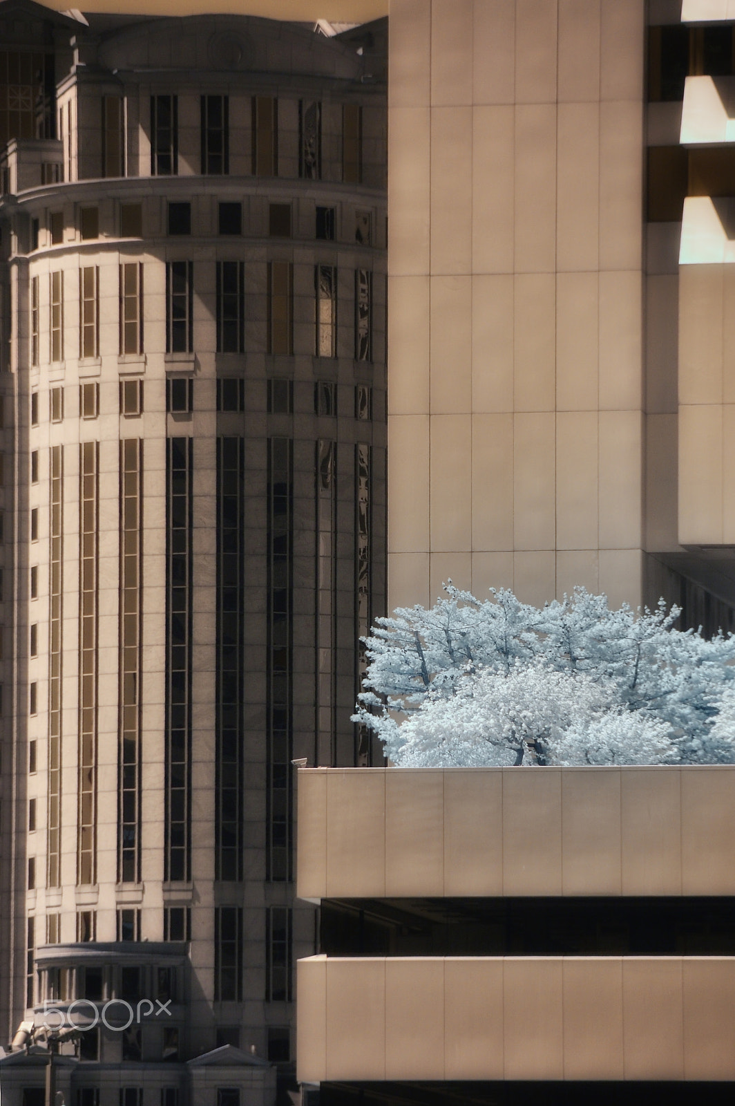 Nikon D70s sample photo. City tree, ir photography