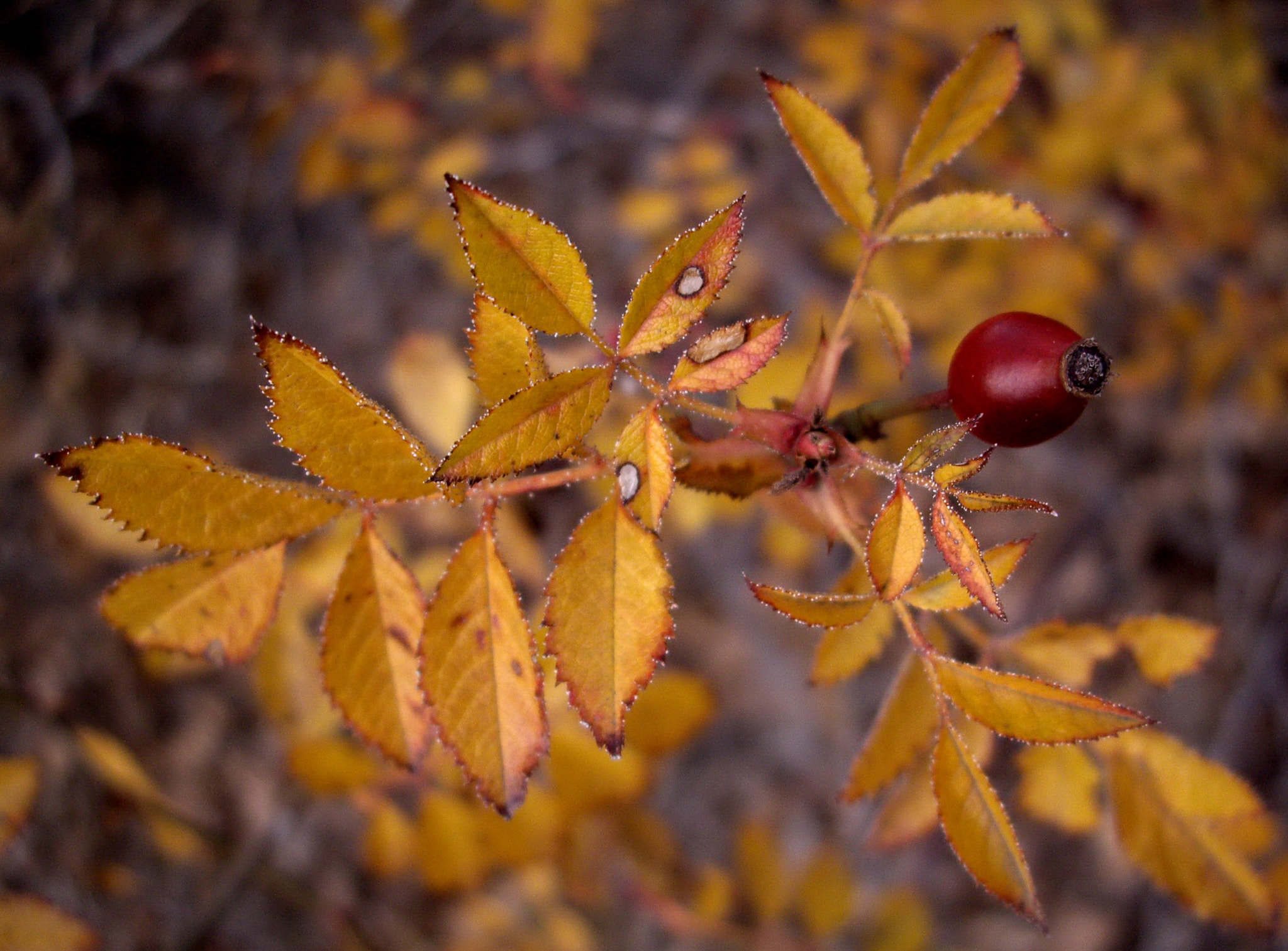 Pentax OPTIO A30 sample photo. Briar photography