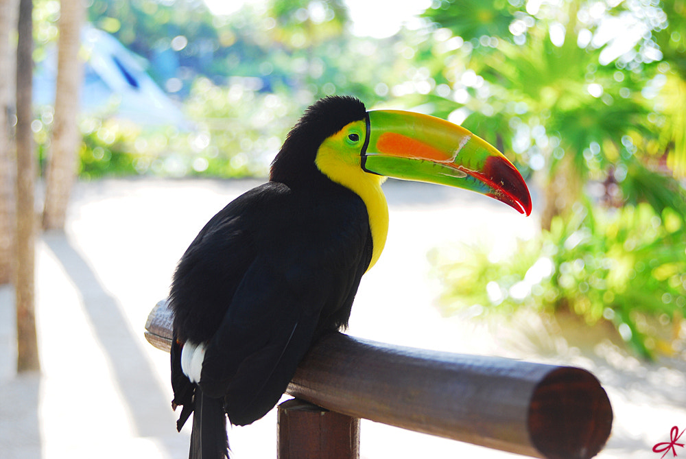 Nikon AF Nikkor 24-85mm F2.8-4D IF sample photo. Toucan photography