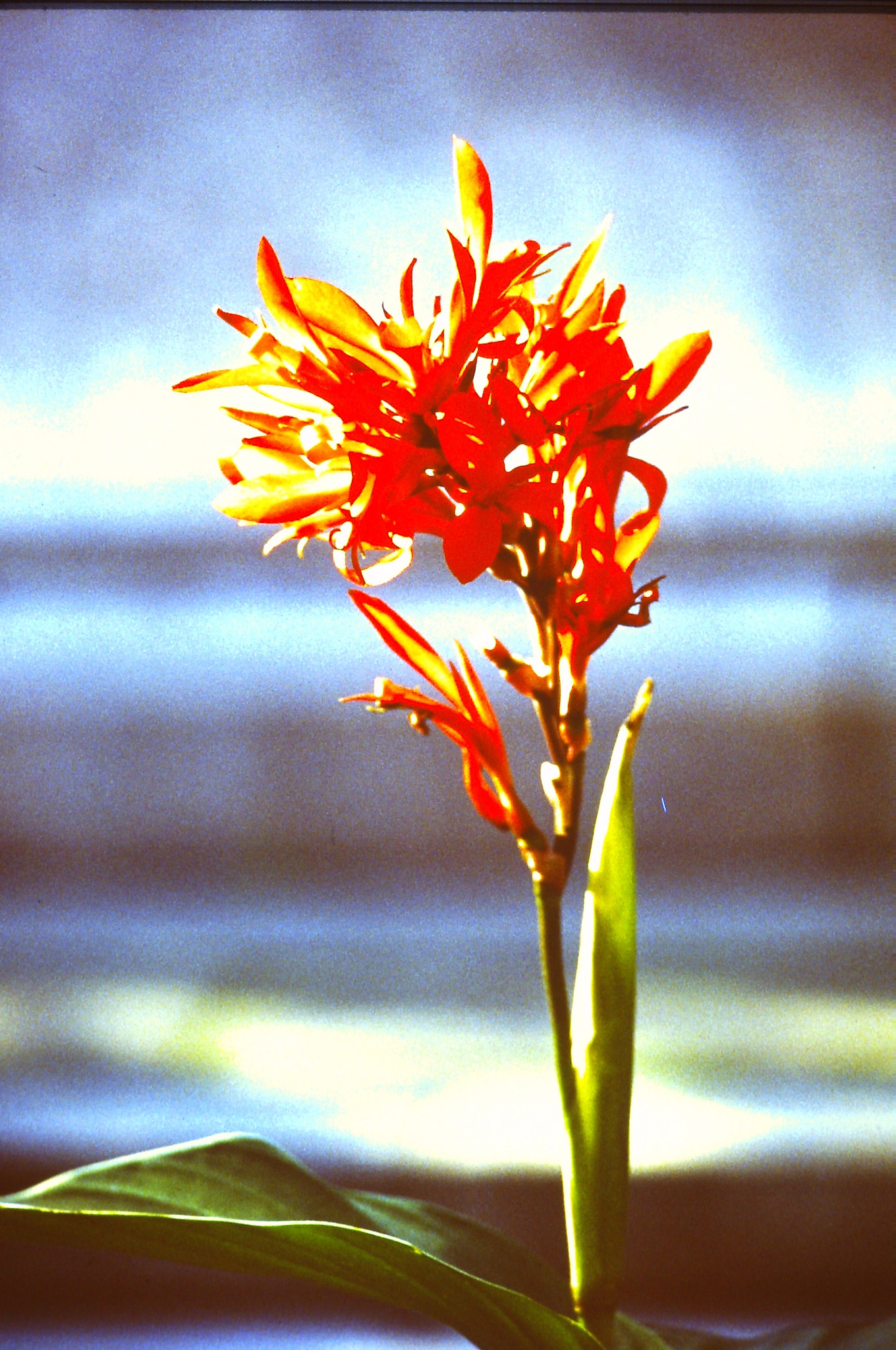 Syntek USB Camera sample photo. 24087213079.jpg photography