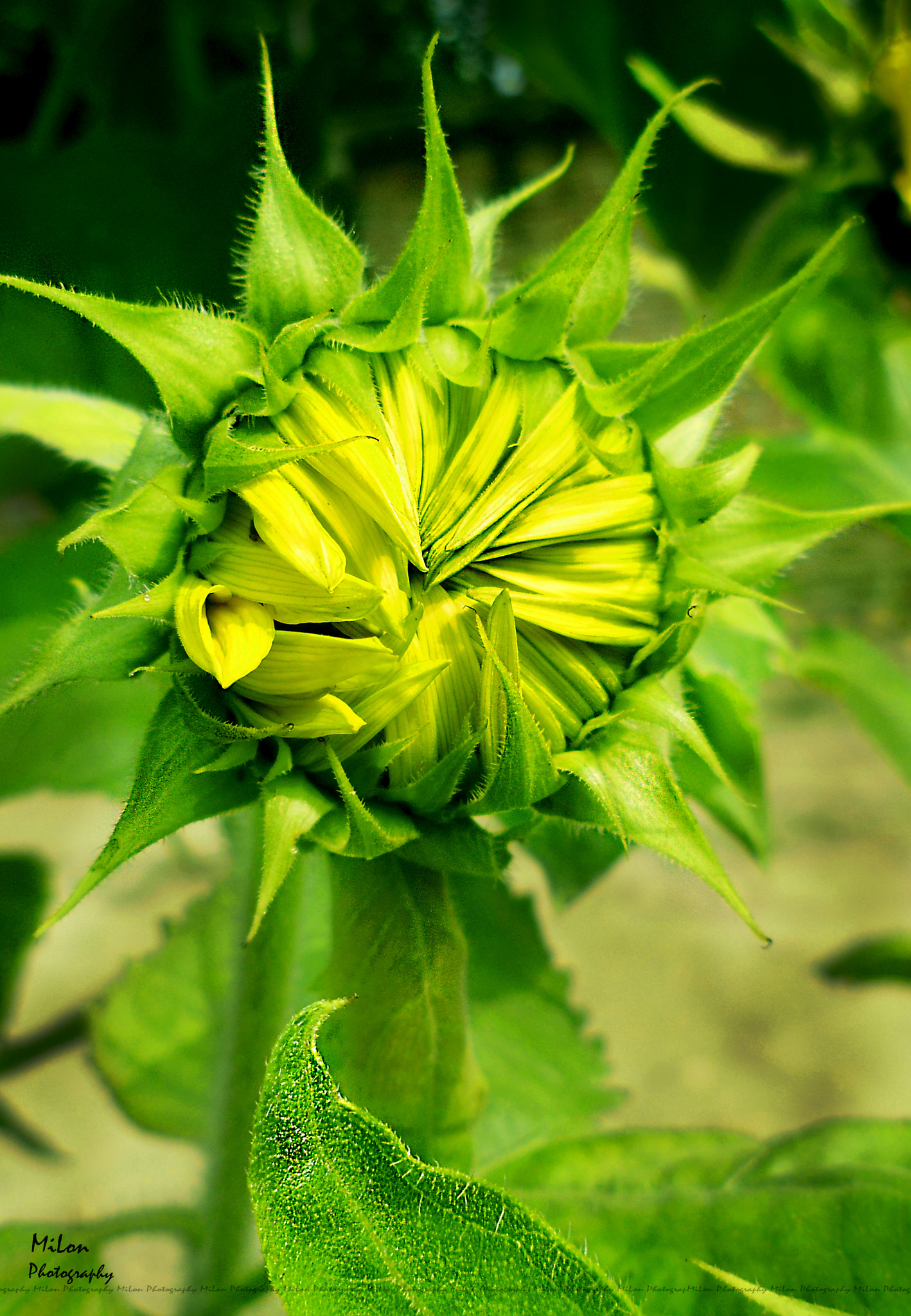 Panasonic DMC-F5 sample photo. Sunflower photography