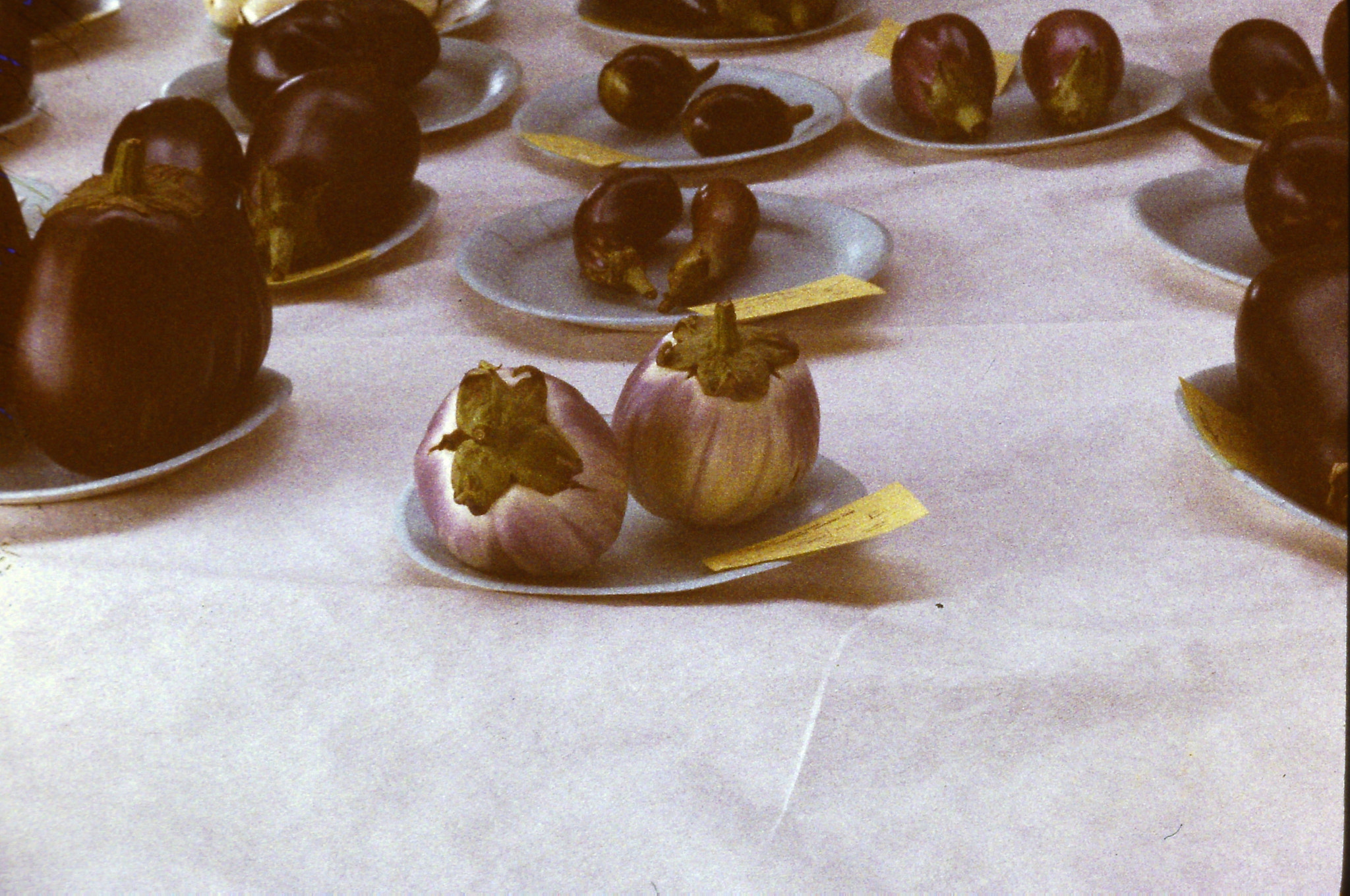 Syntek USB Camera sample photo. Eggplant competition photography