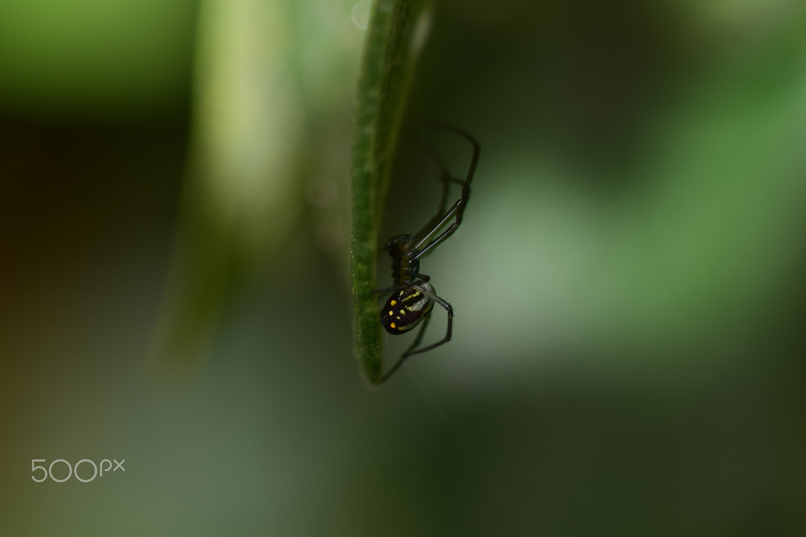 Nikon D5300 + AF Nikkor 70-210mm f/4-5.6 sample photo. Spider01 photography