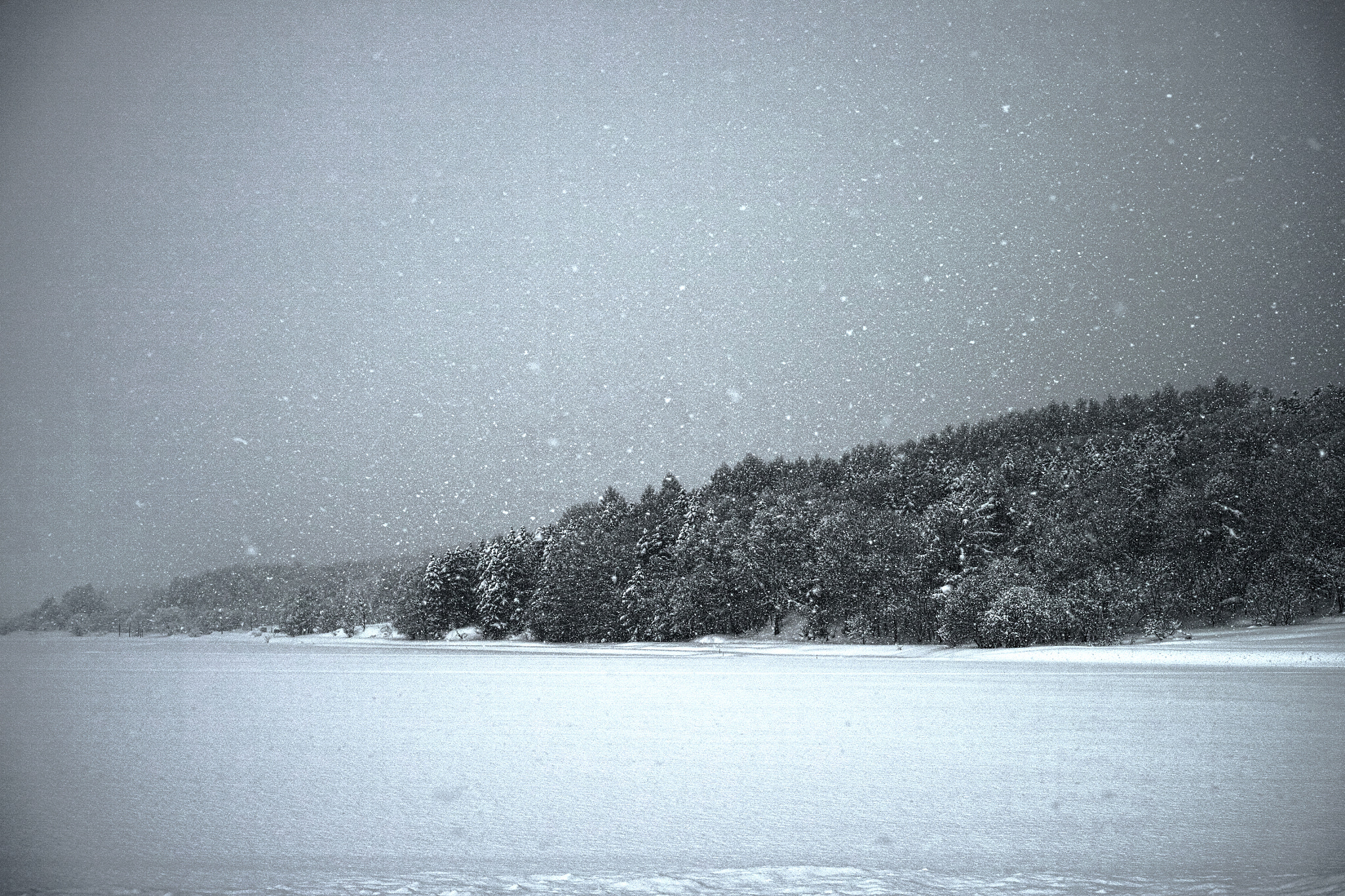 Sigma DP2 Merrill sample photo. Snow falls morning photography