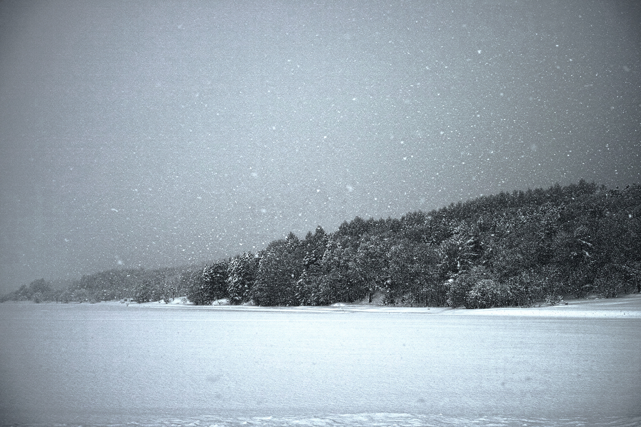 Sigma DP2 Merrill + Sigma 30mm F2.8 sample photo. Snow falls morning photography