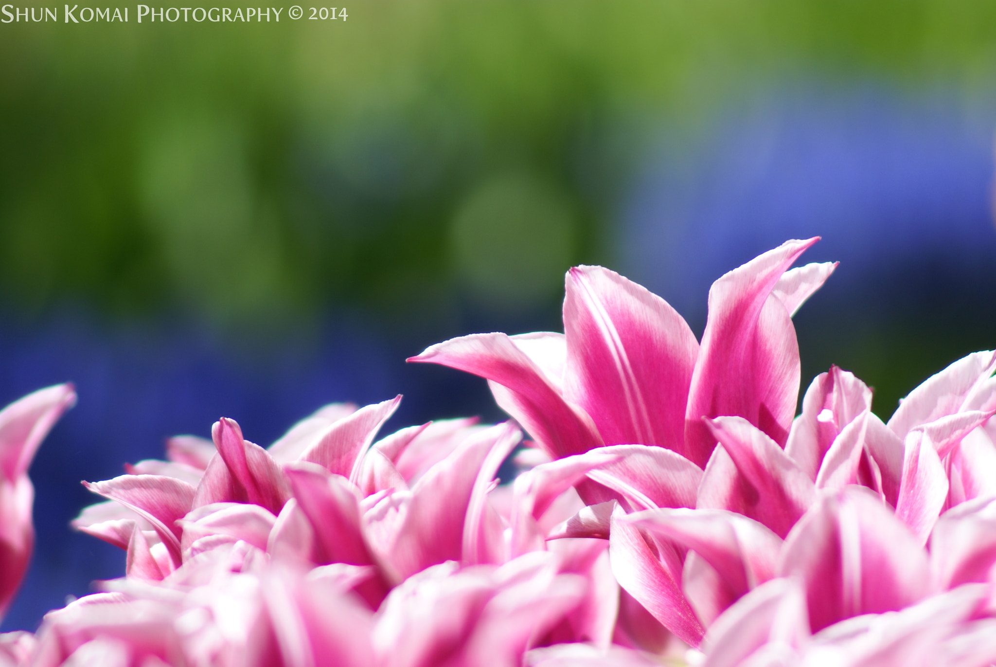 Sony Alpha DSLR-A100 + Minolta AF 100-300mm F4.5-5.6 sample photo. Tulips #2 photography