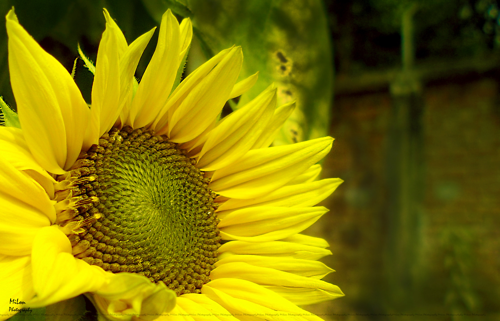 Panasonic DMC-F5 sample photo. Sunflower photography