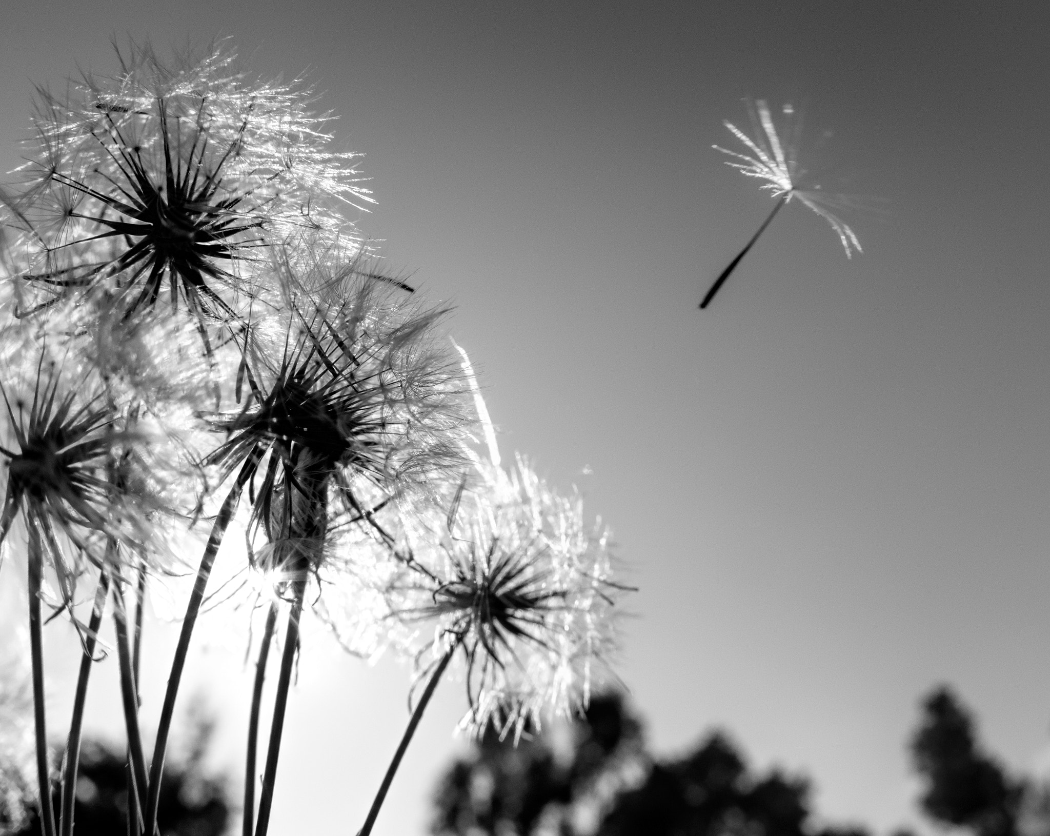 Nikon D610 + Sigma 15mm F2.8 EX DG Diagonal Fisheye sample photo. Seed photography