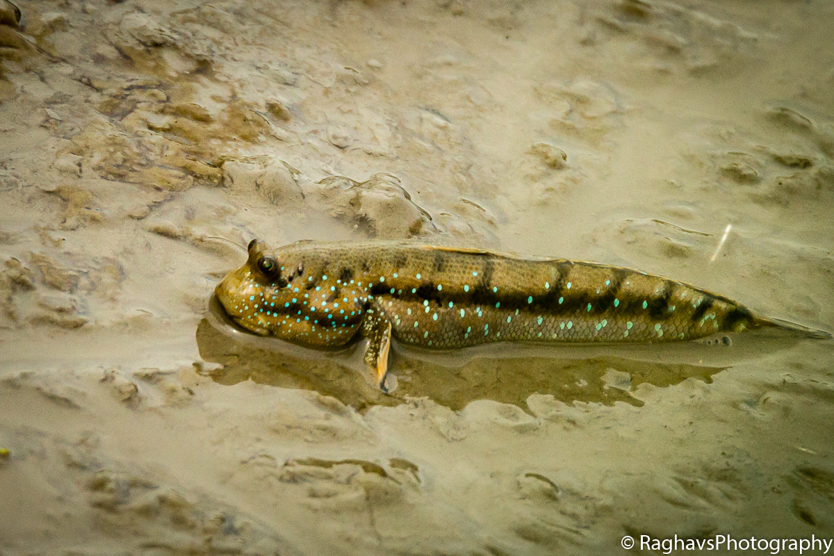 Tamron SP 150-600mm F5-6.3 Di VC USD sample photo. Mud bath photography