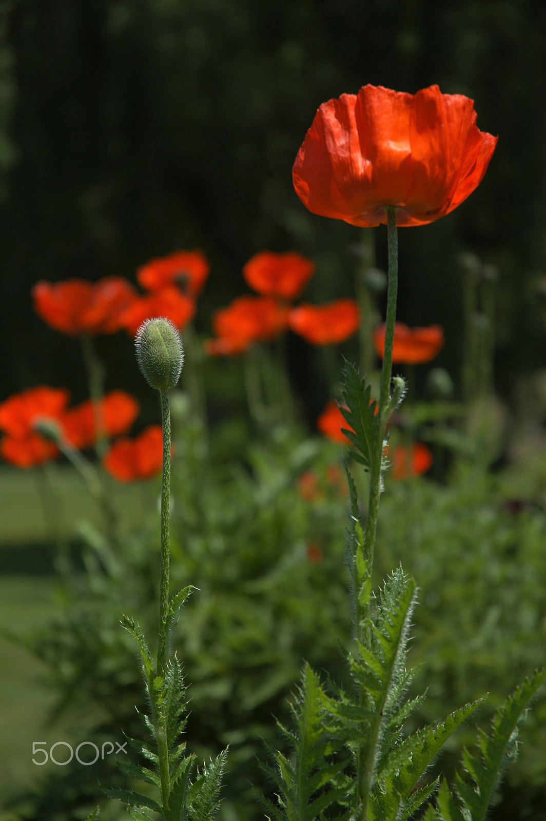 Nikon D100 sample photo. Poppy love photography