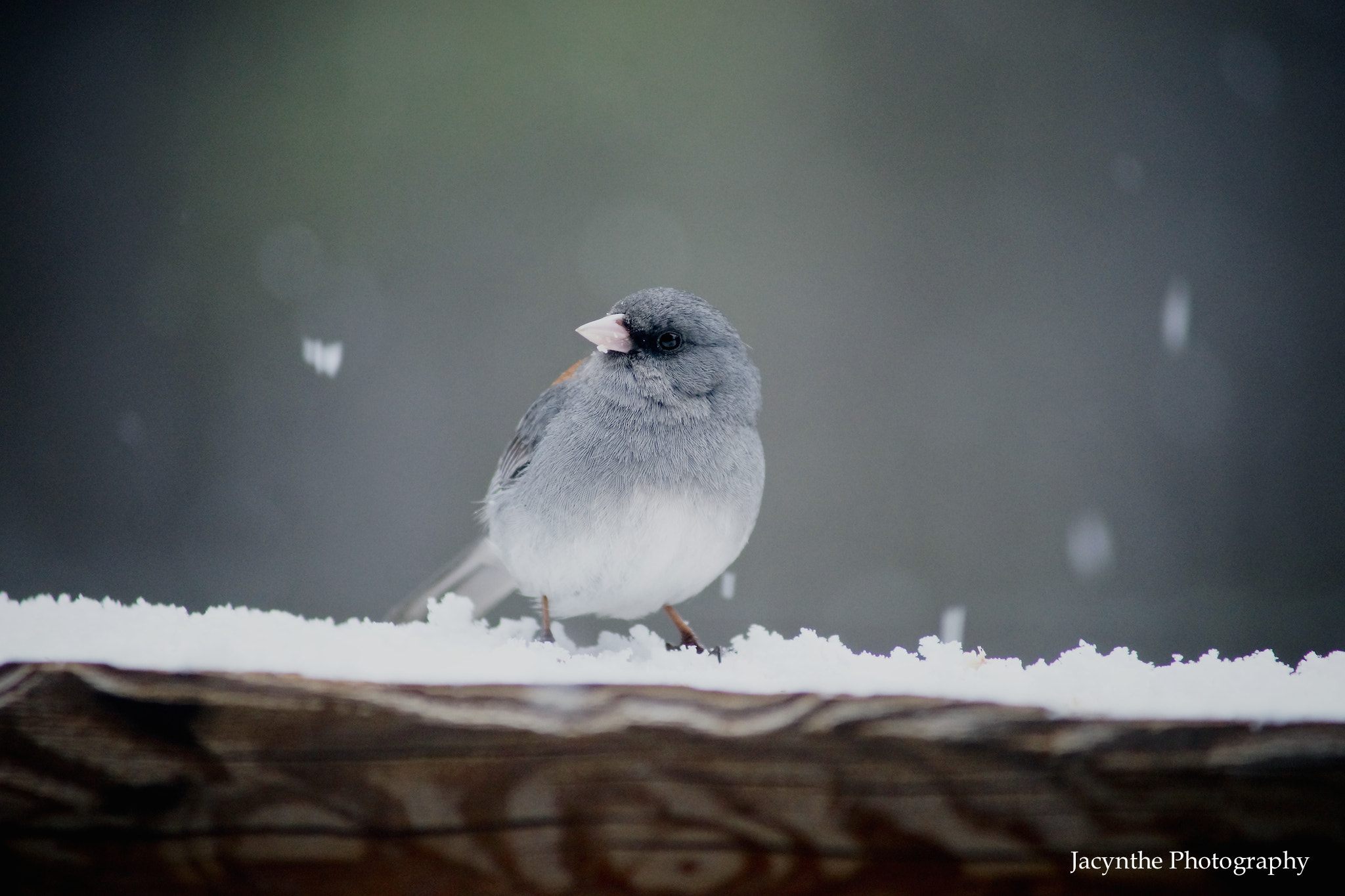Sony 75-300mm F4.5-5.6 sample photo