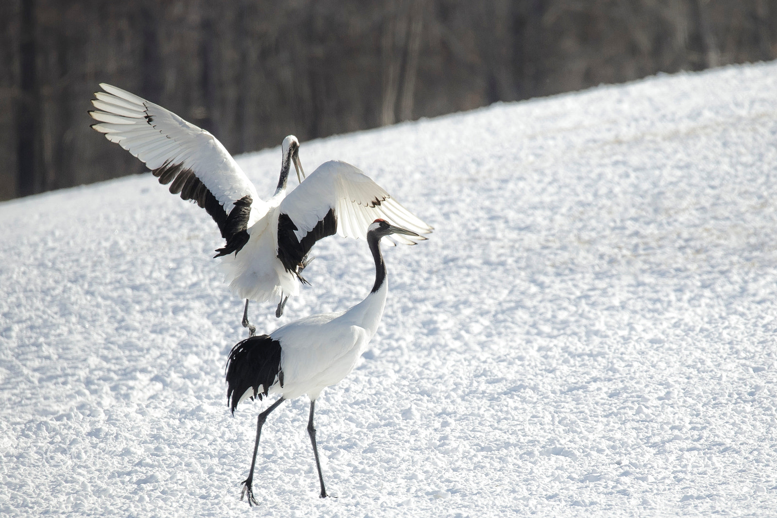 Sigma 150-600mm F5-6.3 DG OS HSM | C sample photo. Just making love photography