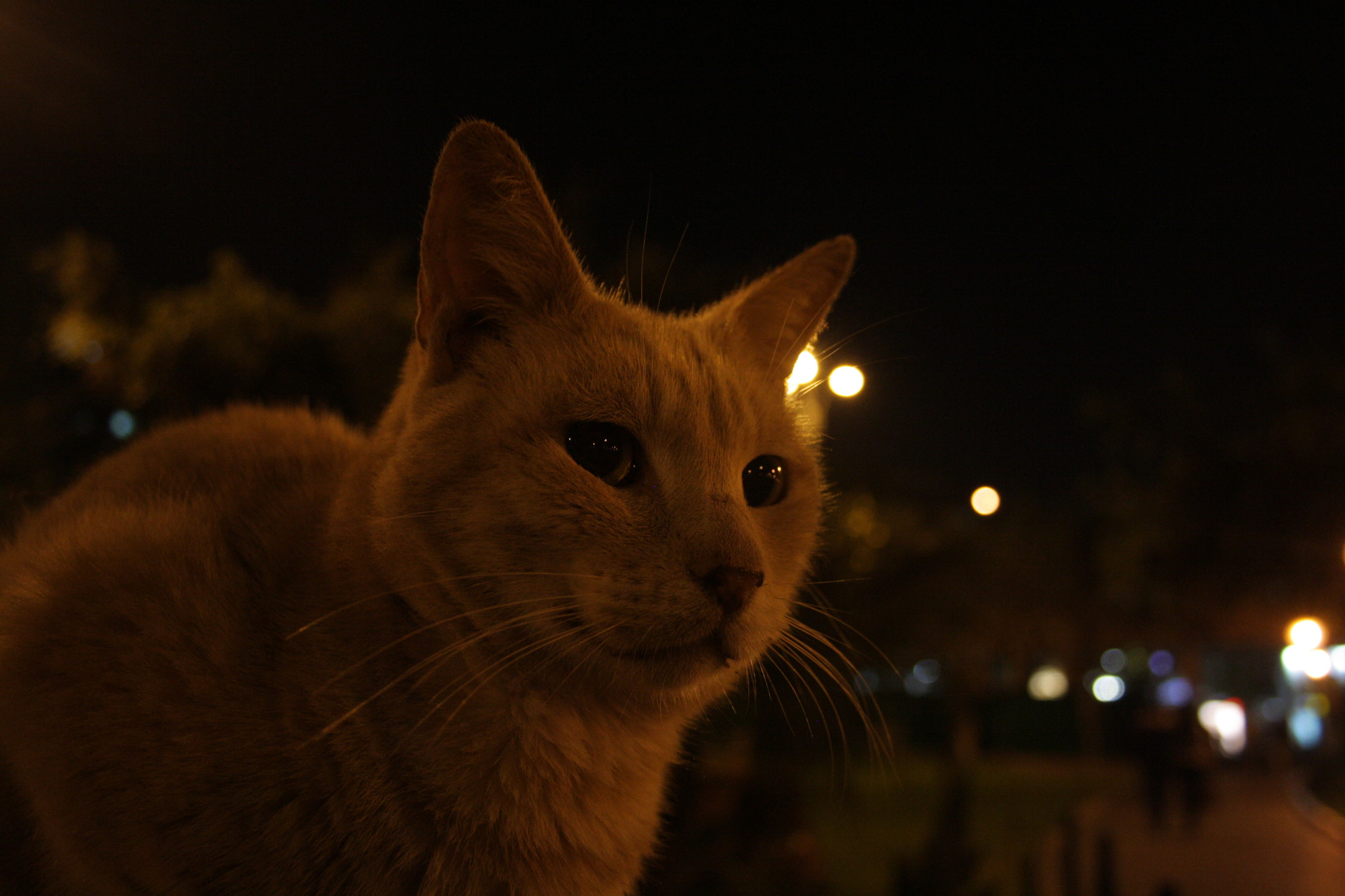 Canon EF-S 18-55mm F3.5-5.6 sample photo. Cat photography
