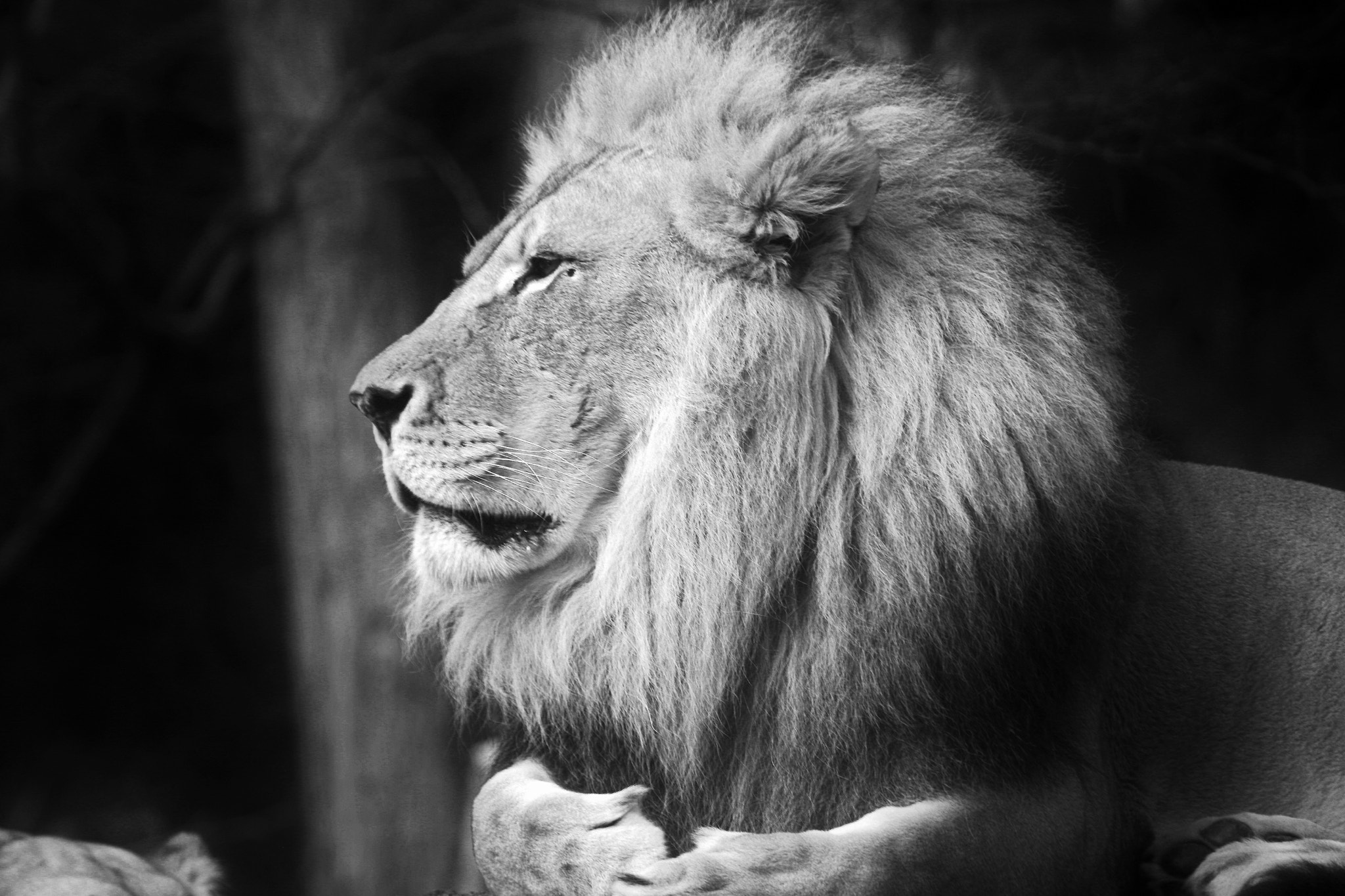 Canon EF 100-300mm f/5.6 sample photo. Lion photography