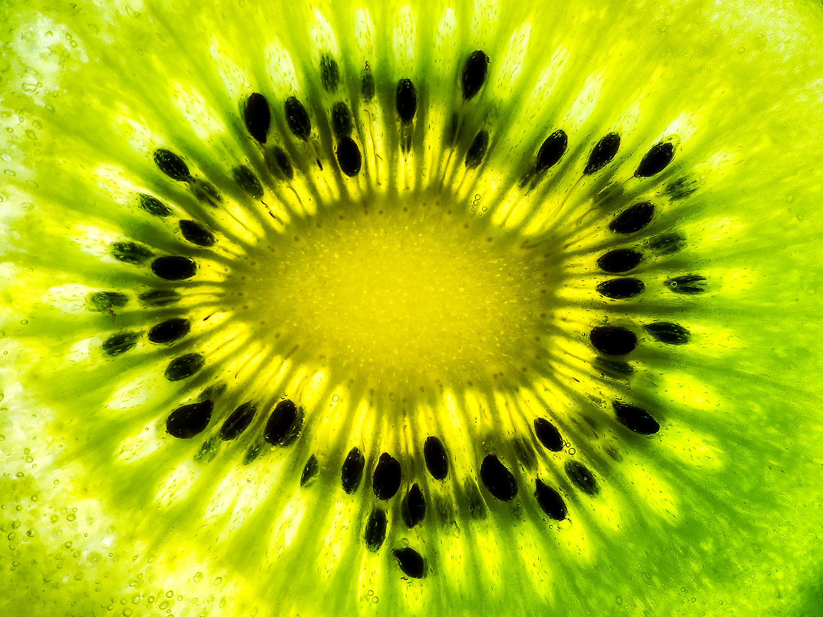 Sony Alpha DSLR-A850 + Minolta AF 100mm F2.8 Macro [New] sample photo. Kiwi in the context. photography