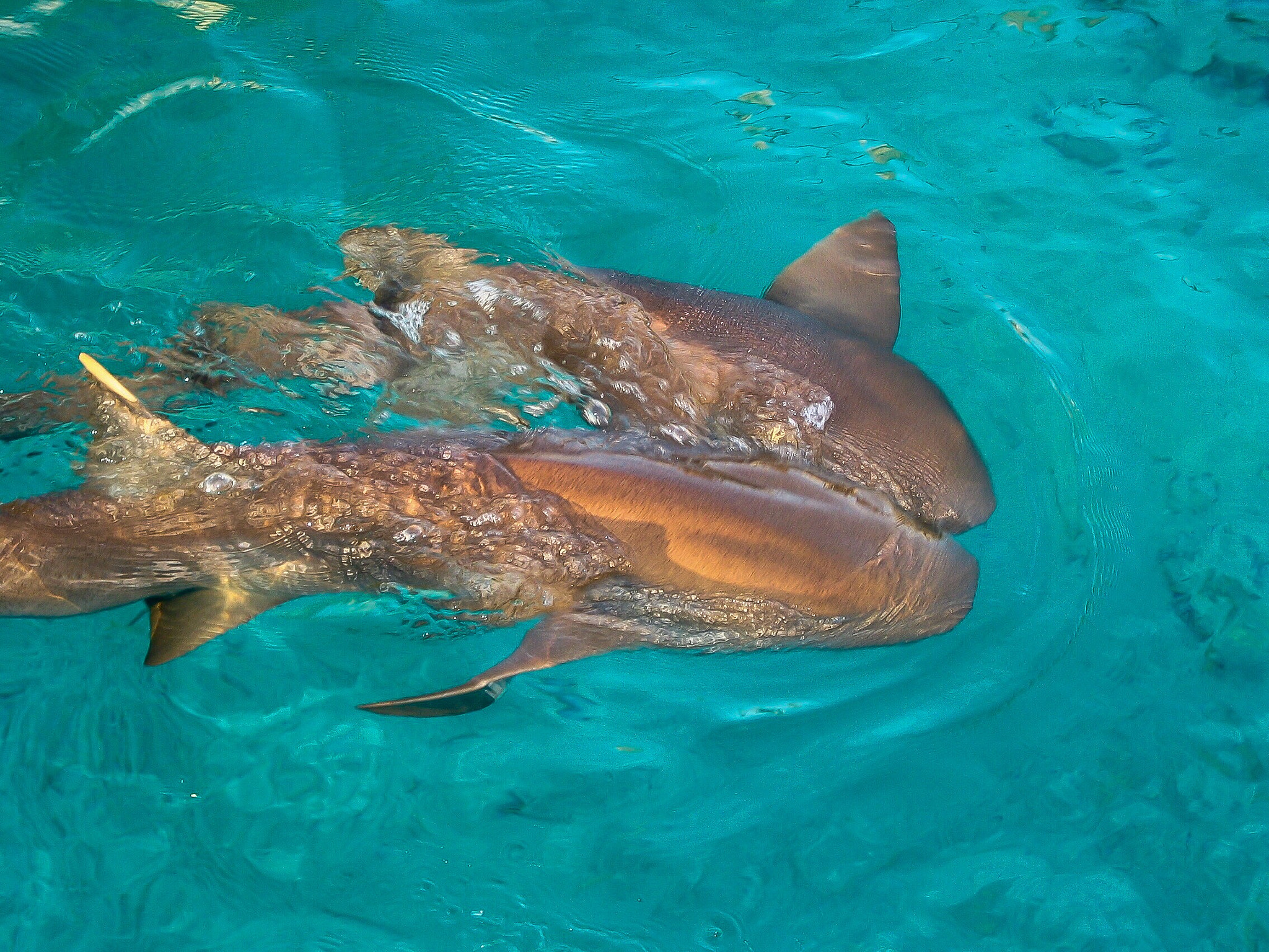 Canon POWERSHOT G2 sample photo. Nurse sharks in staniel cay exuma bahamas photography
