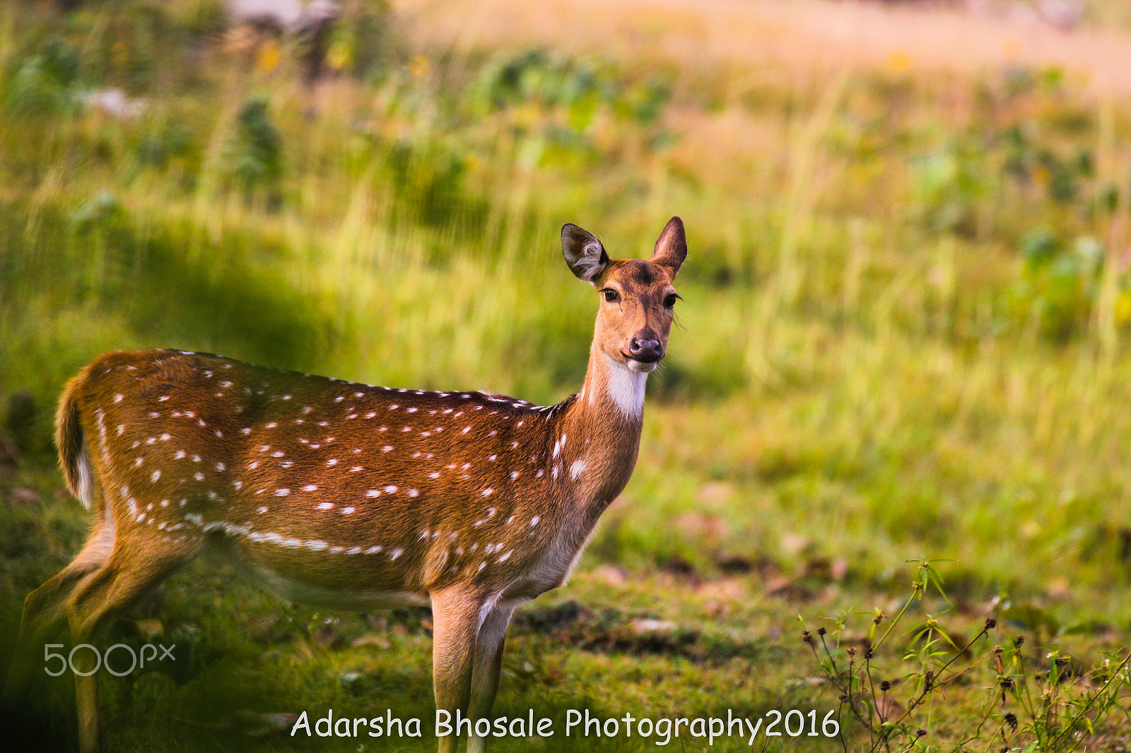 Canon EF 100-400mm F4.5-5.6L IS II USM sample photo. Spotted deer photography