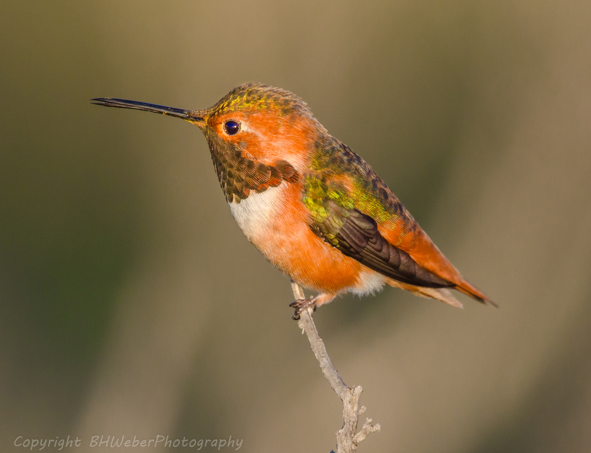 Nikon Nikkor AF-S 300mm F4E PF ED VR sample photo. Allen's hummingbird photography