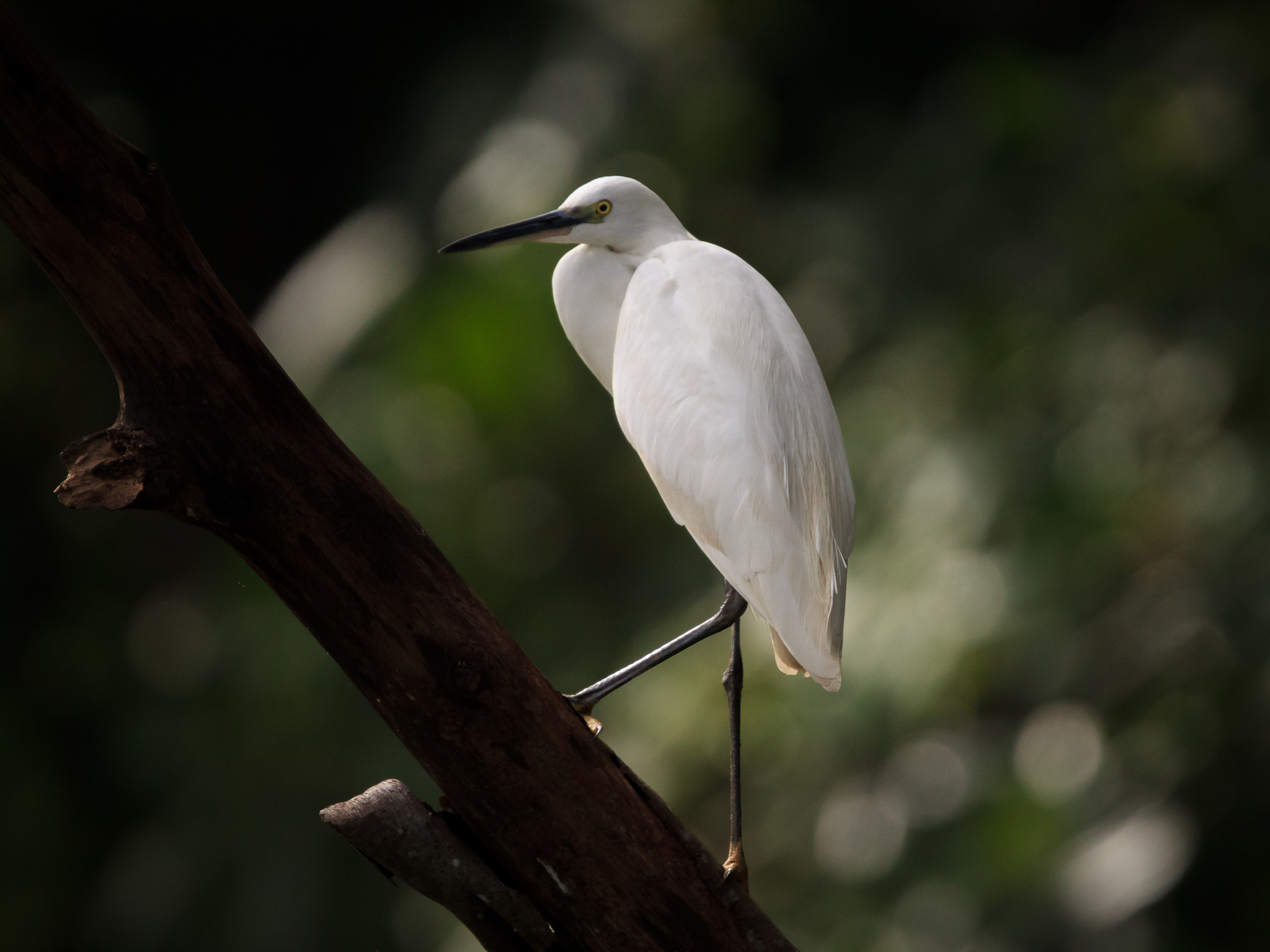 Tamron SP 150-600mm F5-6.3 Di VC USD sample photo. Walk photography