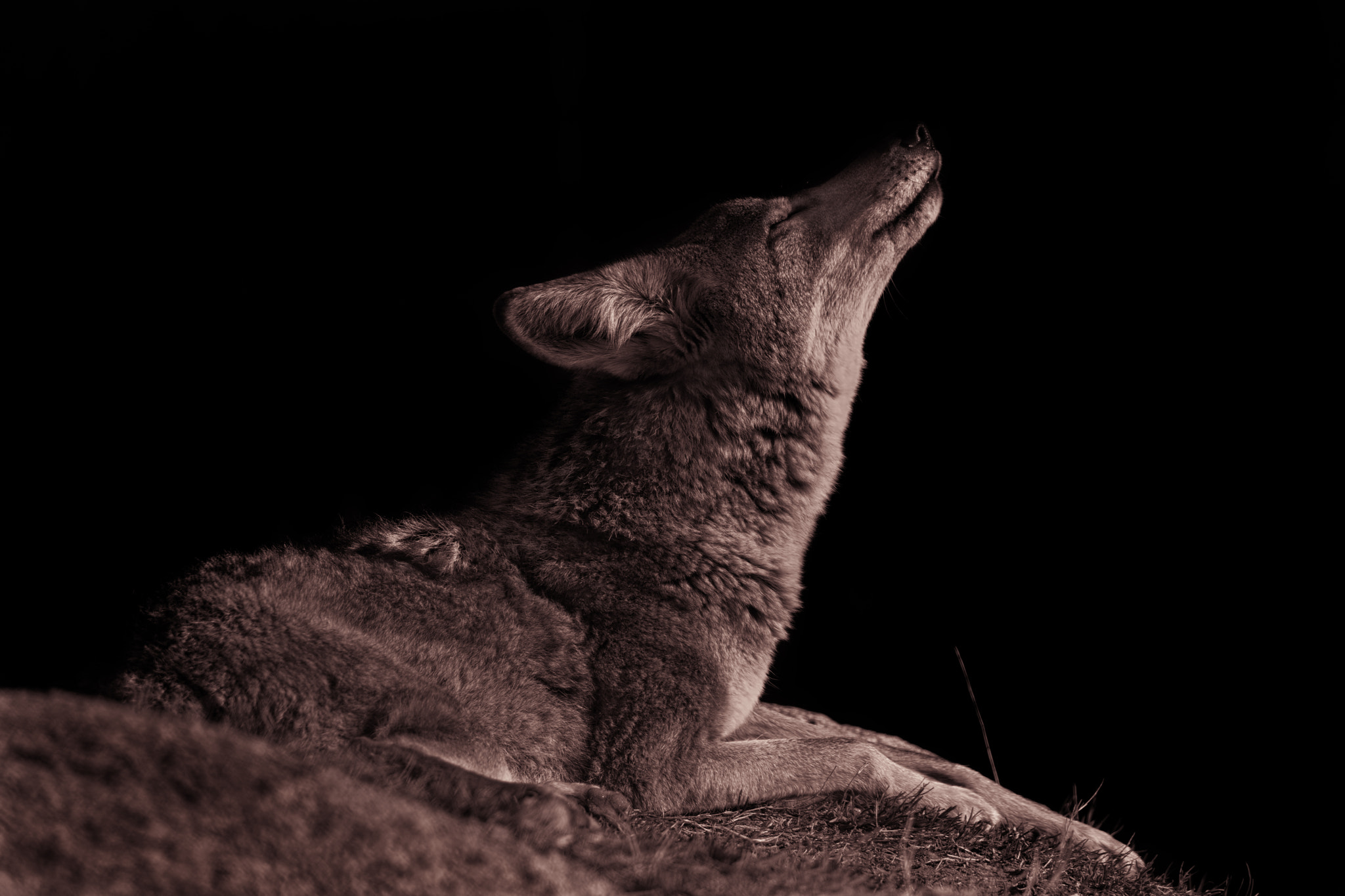 Tamron SP 150-600mm F5-6.3 Di VC USD sample photo. Coyote photography