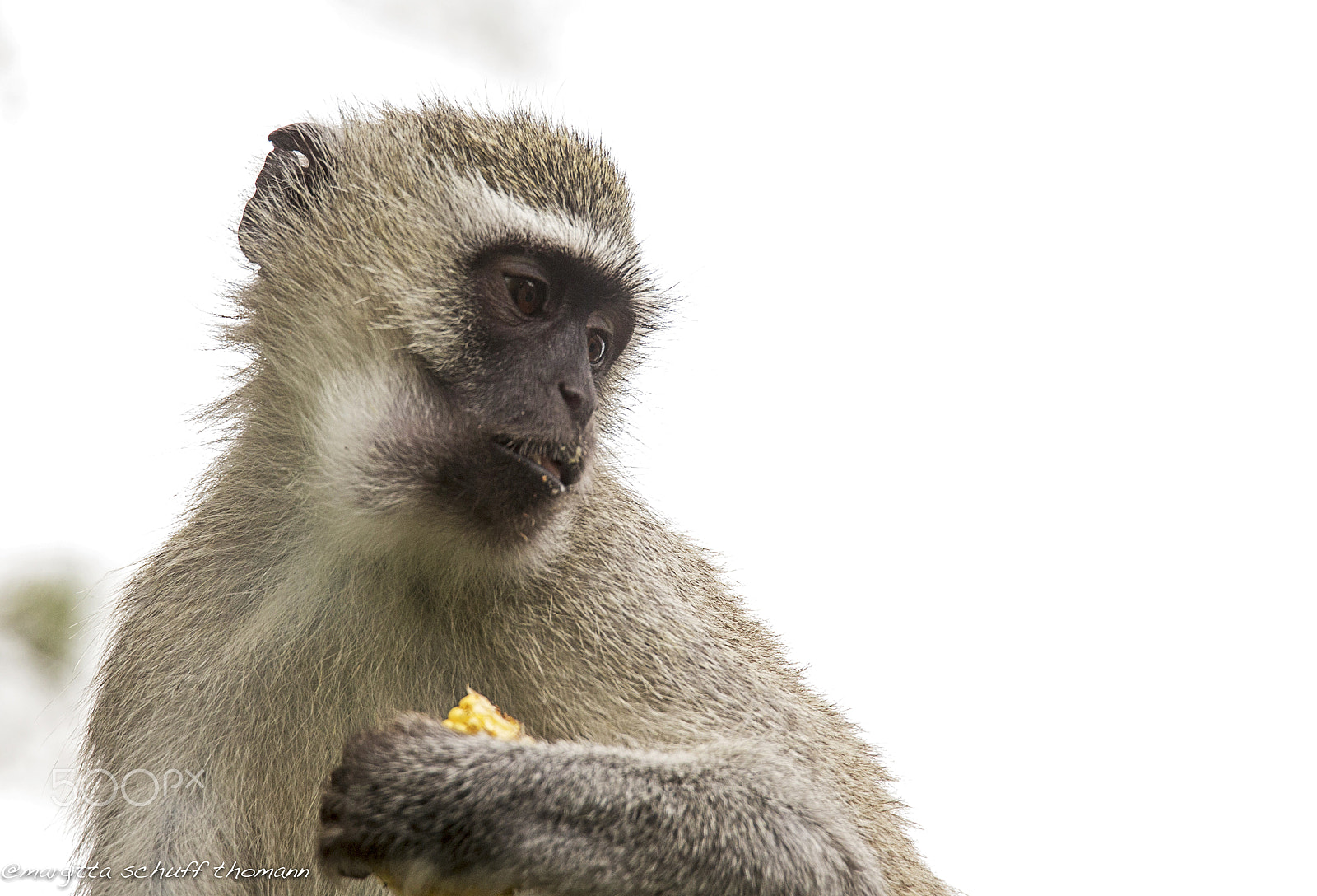 Tamron SP 150-600mm F5-6.3 Di VC USD sample photo. Thoughtful.. photography