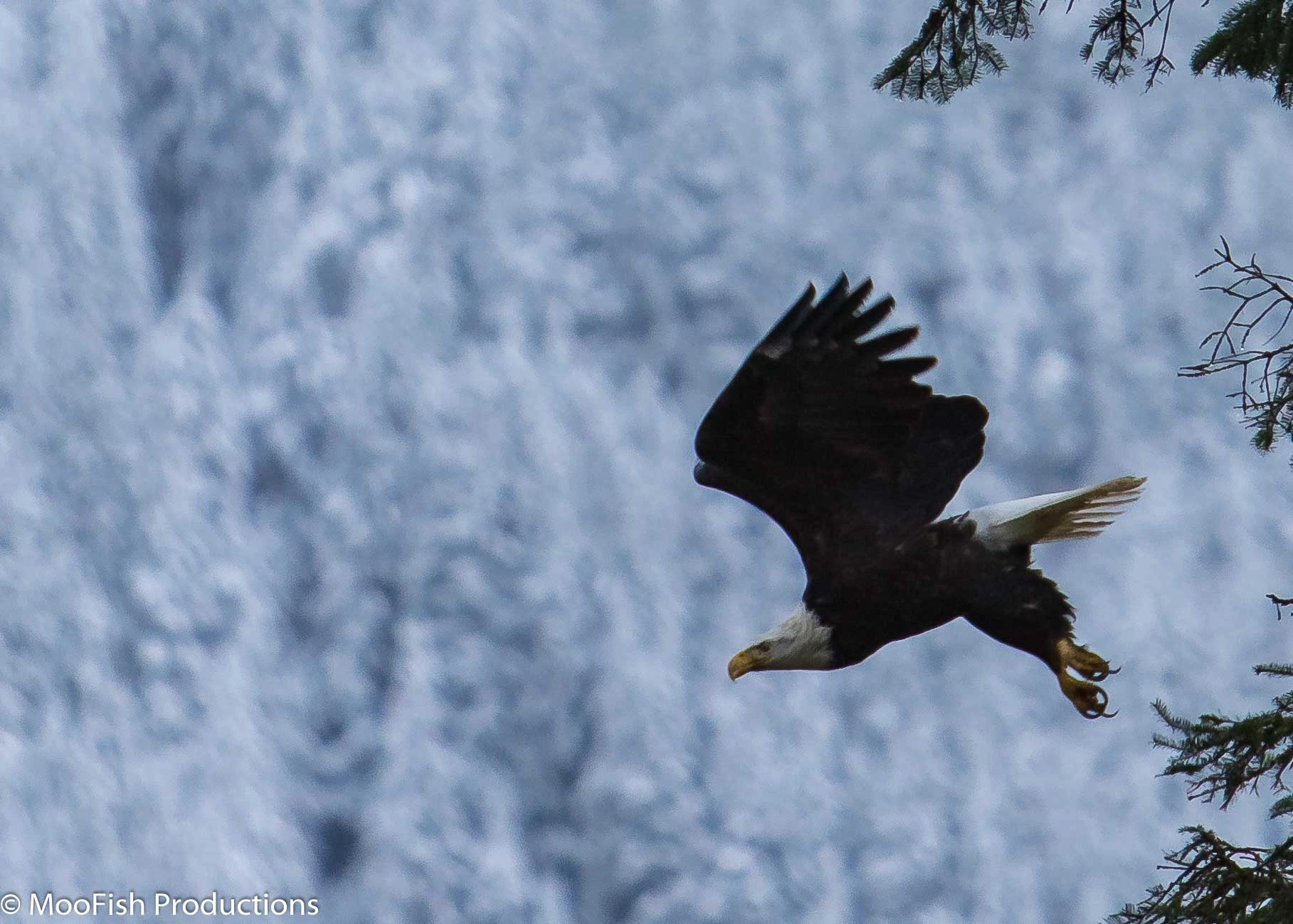 Canon EF 70-200mm F2.8L IS USM sample photo. Yearning to fly photography