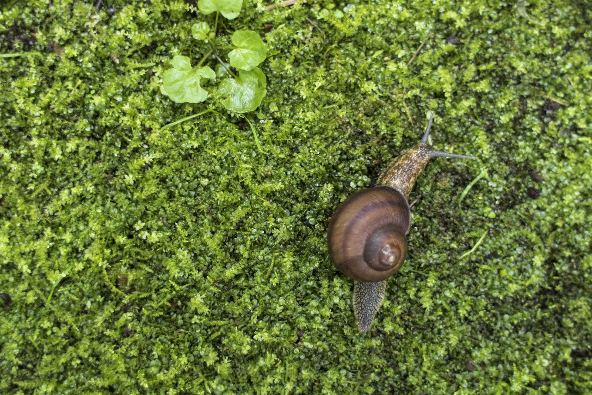 Canon EF 28mm F1.8 USM sample photo. Big snails photography