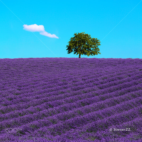Canon EOS 5DS R + Canon EF 70-200mm F4L IS USM sample photo. Lavender and lonely tree uphill. provence, france photography