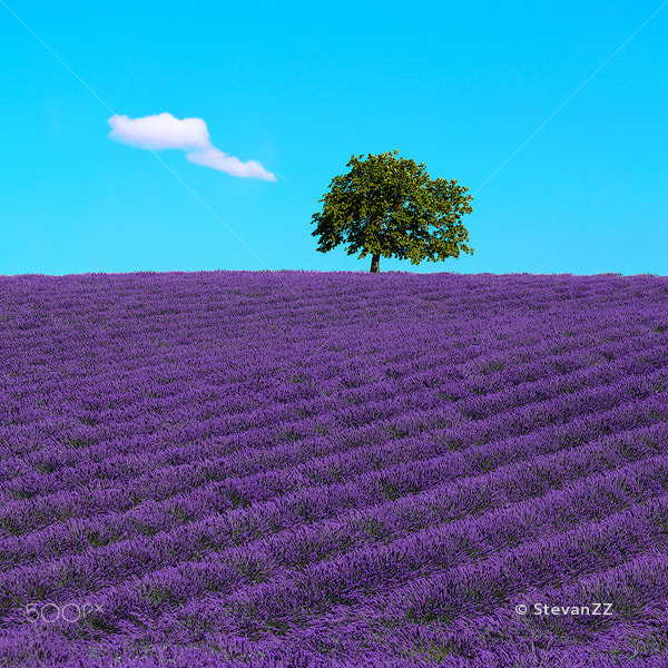 Canon EF 70-200mm F4L IS USM sample photo. Lavender and lonely tree uphill. provence, france photography